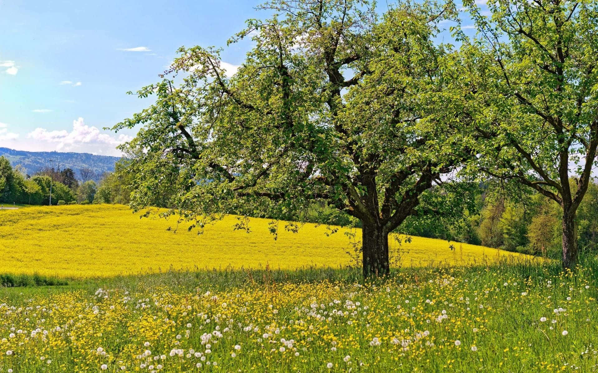 Spring Meadow, vibrant yellow field of flowers, clear blue sky, Full HD Desktop Wallpaper