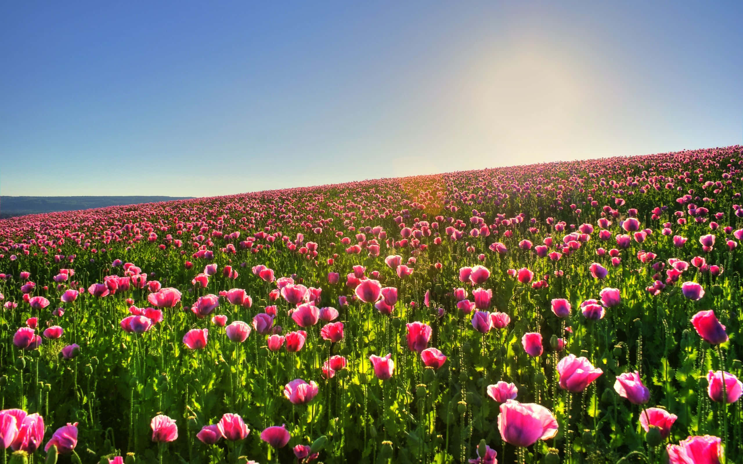 Spring Meadow, pink poppies, clear blue sky, 2K Desktop Wallpaper