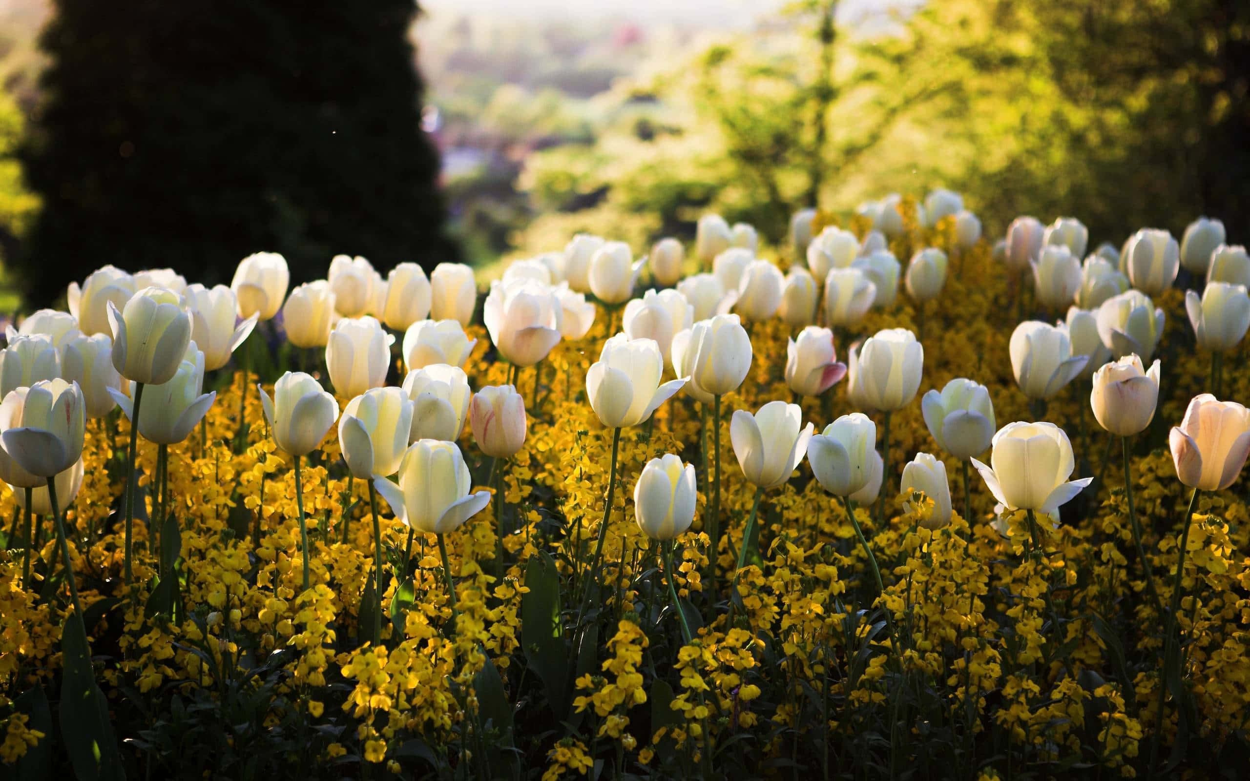 Spring Meadow, white tulips, golden sunlight, 2K Desktop Wallpaper