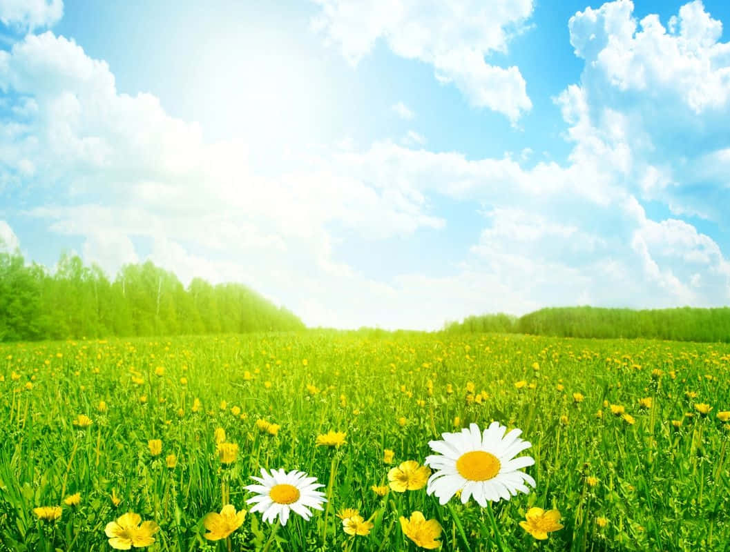 Spring Meadow, dawn, vibrant green meadow, SD Desktop Wallpaper