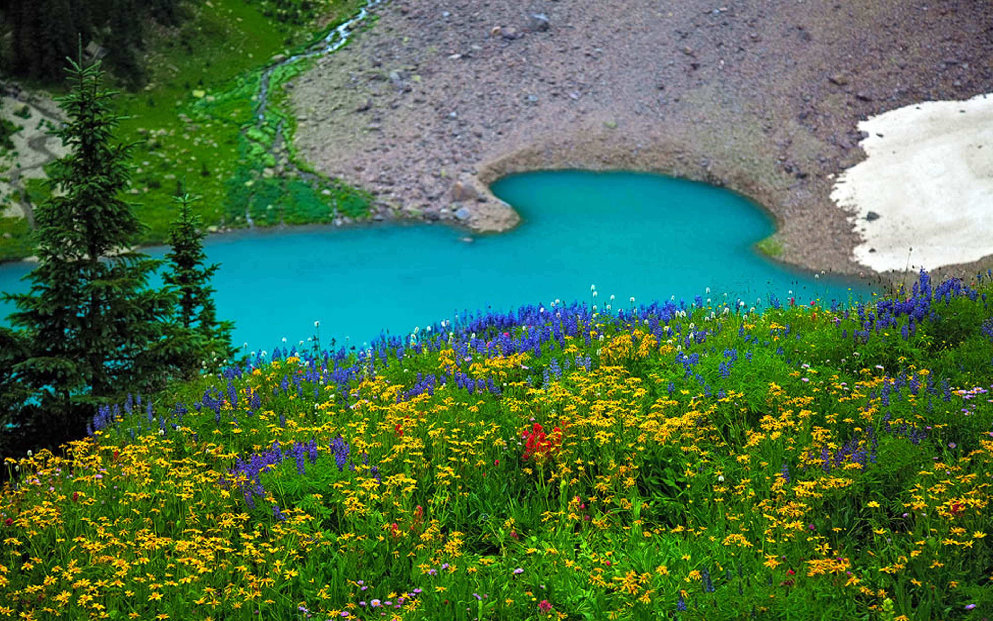 Spring Meadow, vibrant yellow wildflowers, purple wildflowers, 4K Desktop Wallpaper