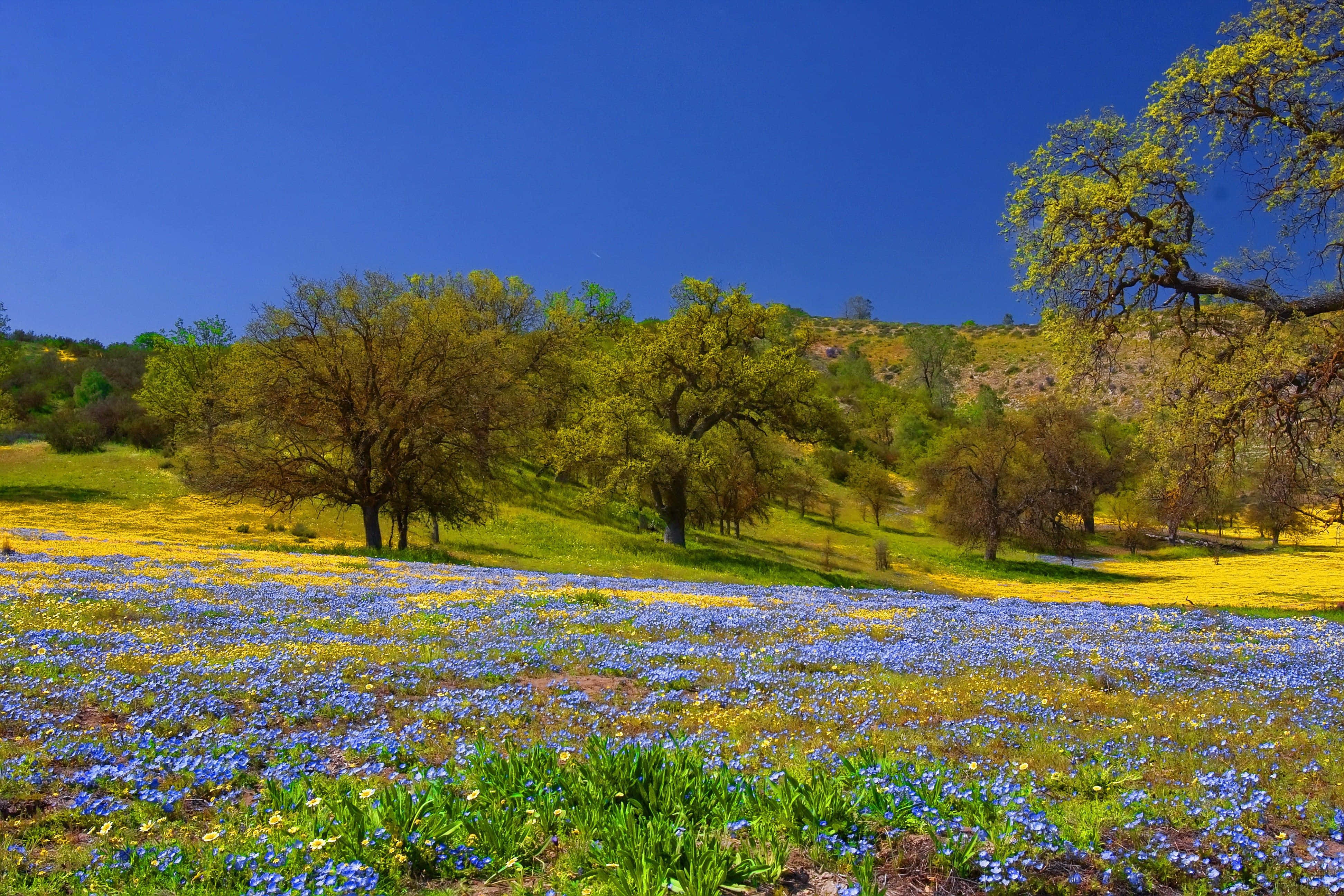 Spring Meadow, vibrant blue and yellow wildflowers, sunlit hillside, 4K Desktop Wallpaper