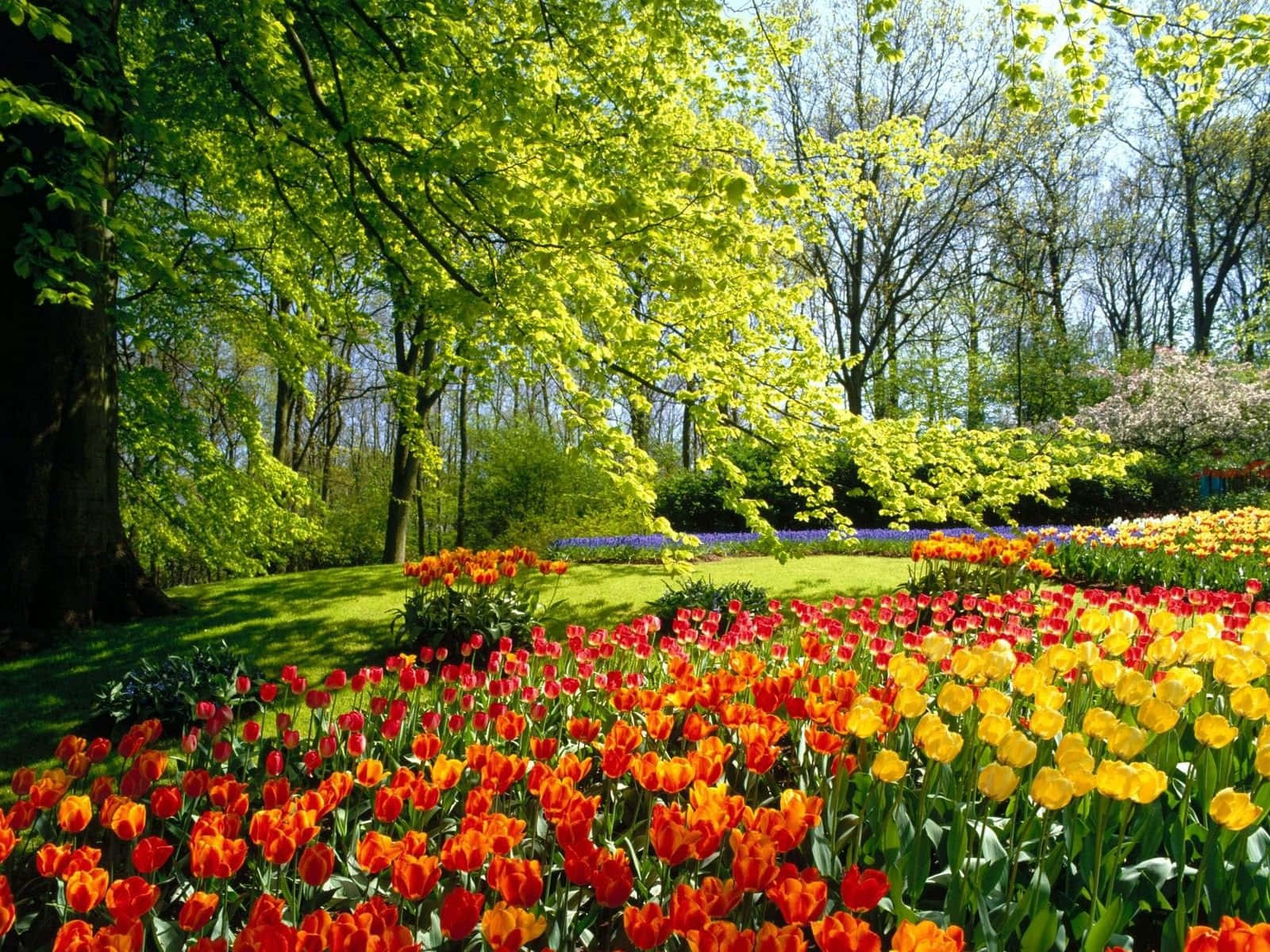 Spring Meadow, tulips, red orange, HD Desktop Wallpaper