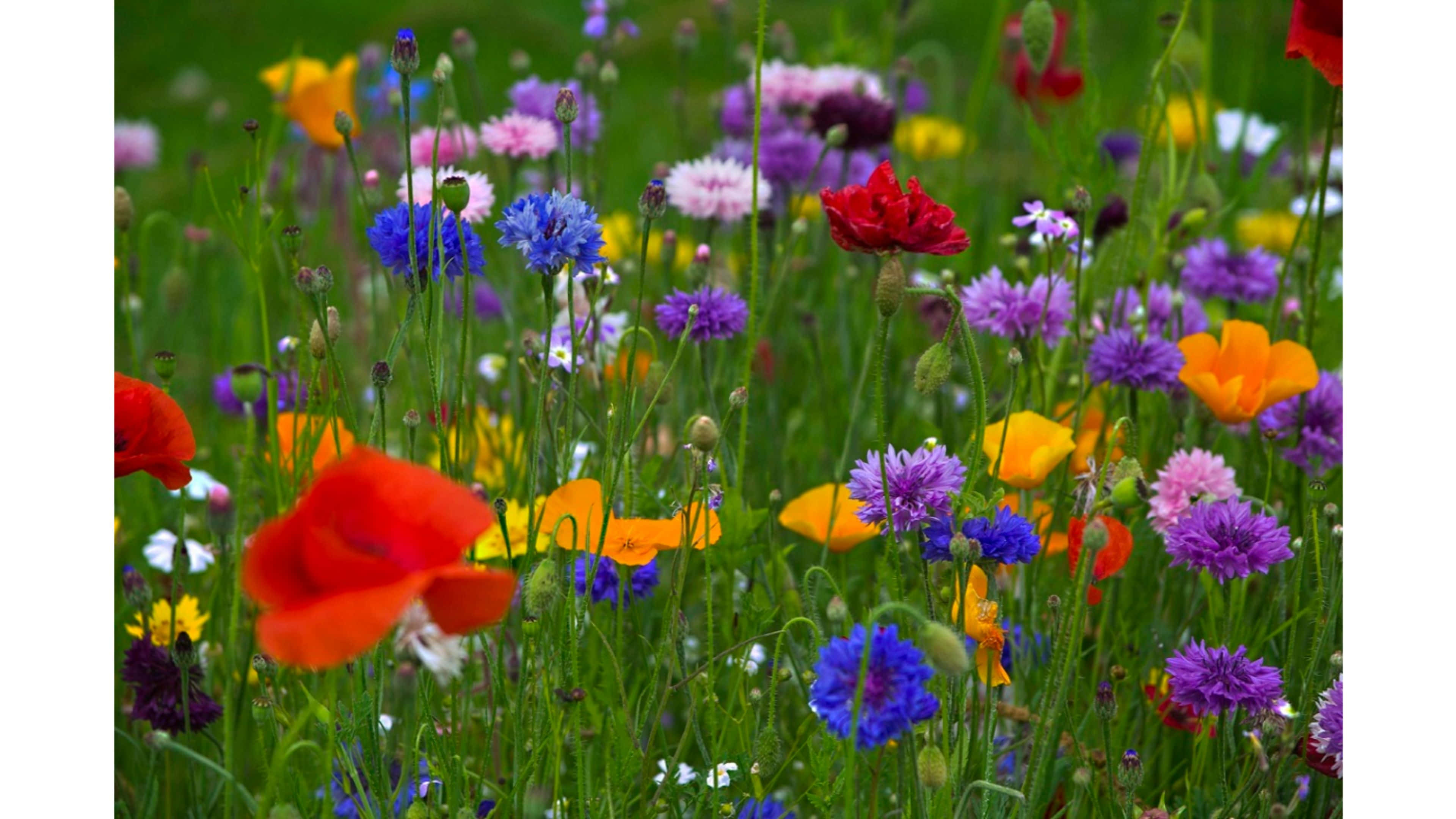 Spring Meadow, red orange blue and purple wildflowers, lush green grass, 4K Desktop Wallpaper