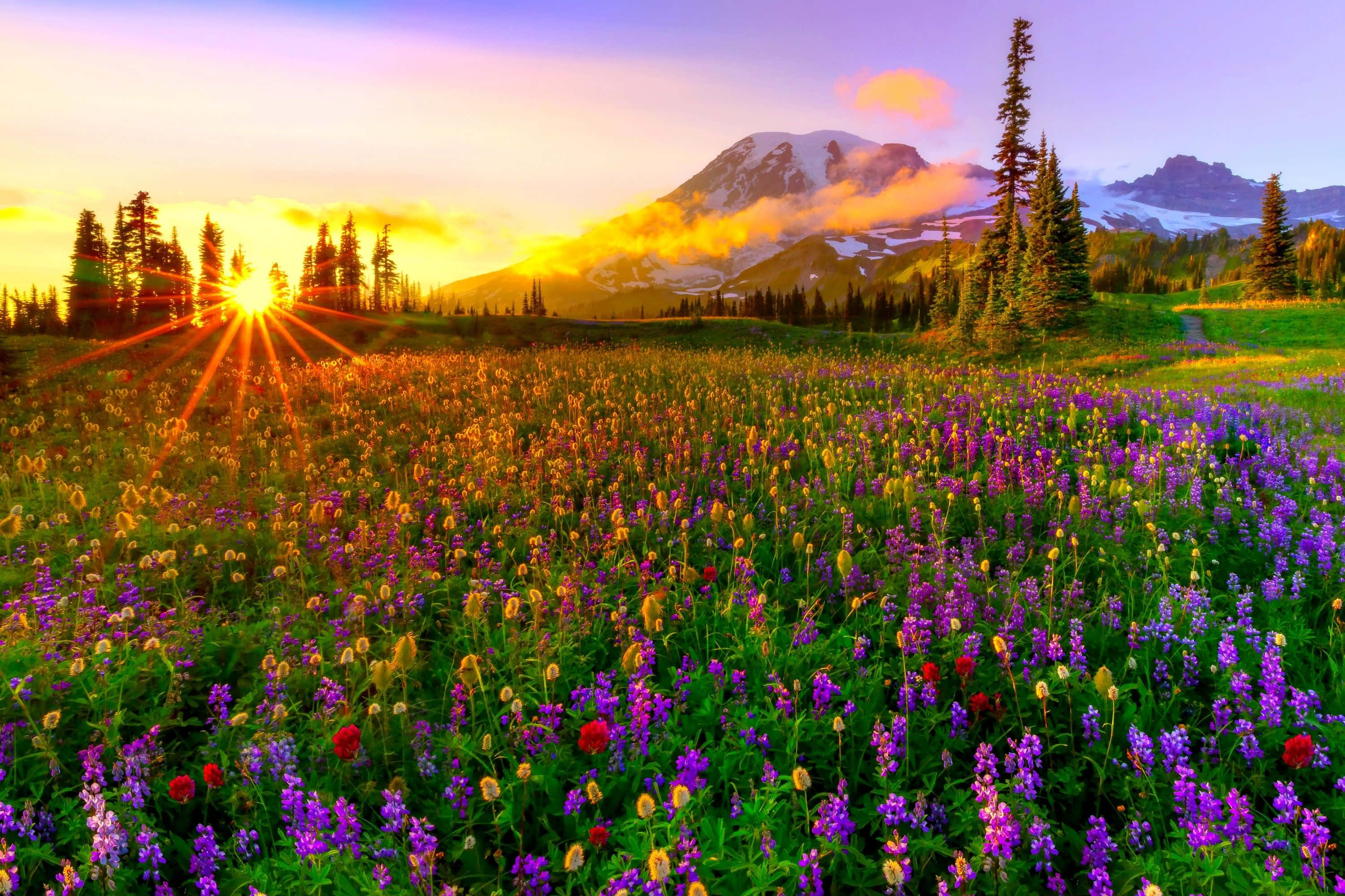 Spring Meadow, purple lupines, snow-capped mountains, 2K Desktop Wallpaper