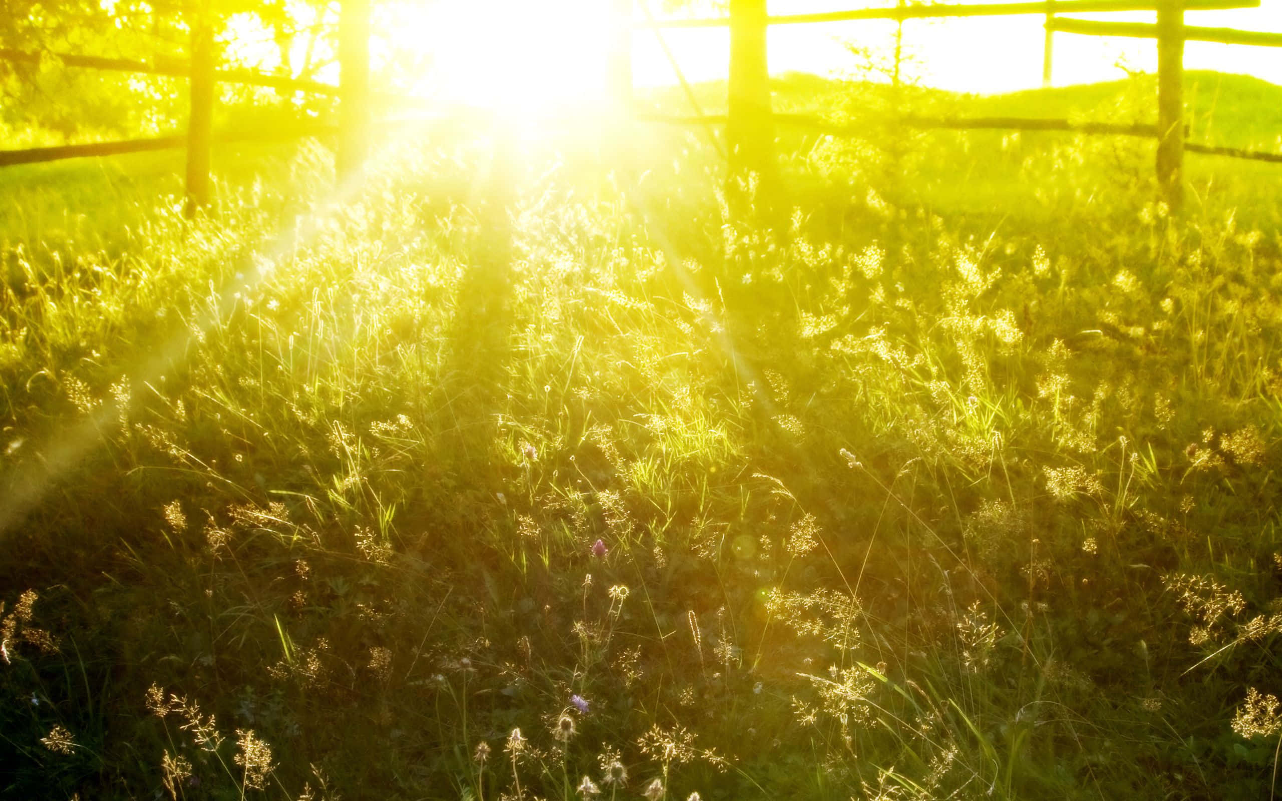 Spring Meadow, golden sunlight, wooden fence, 2K Desktop Wallpaper