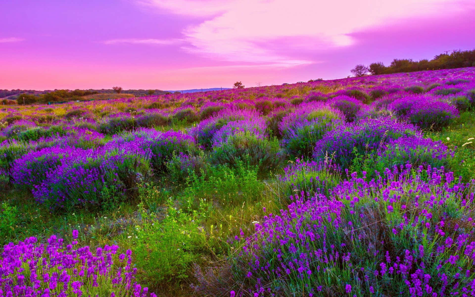 Spring Meadow, lavender fields, pink and purple sunset sky, Full HD Desktop Wallpaper