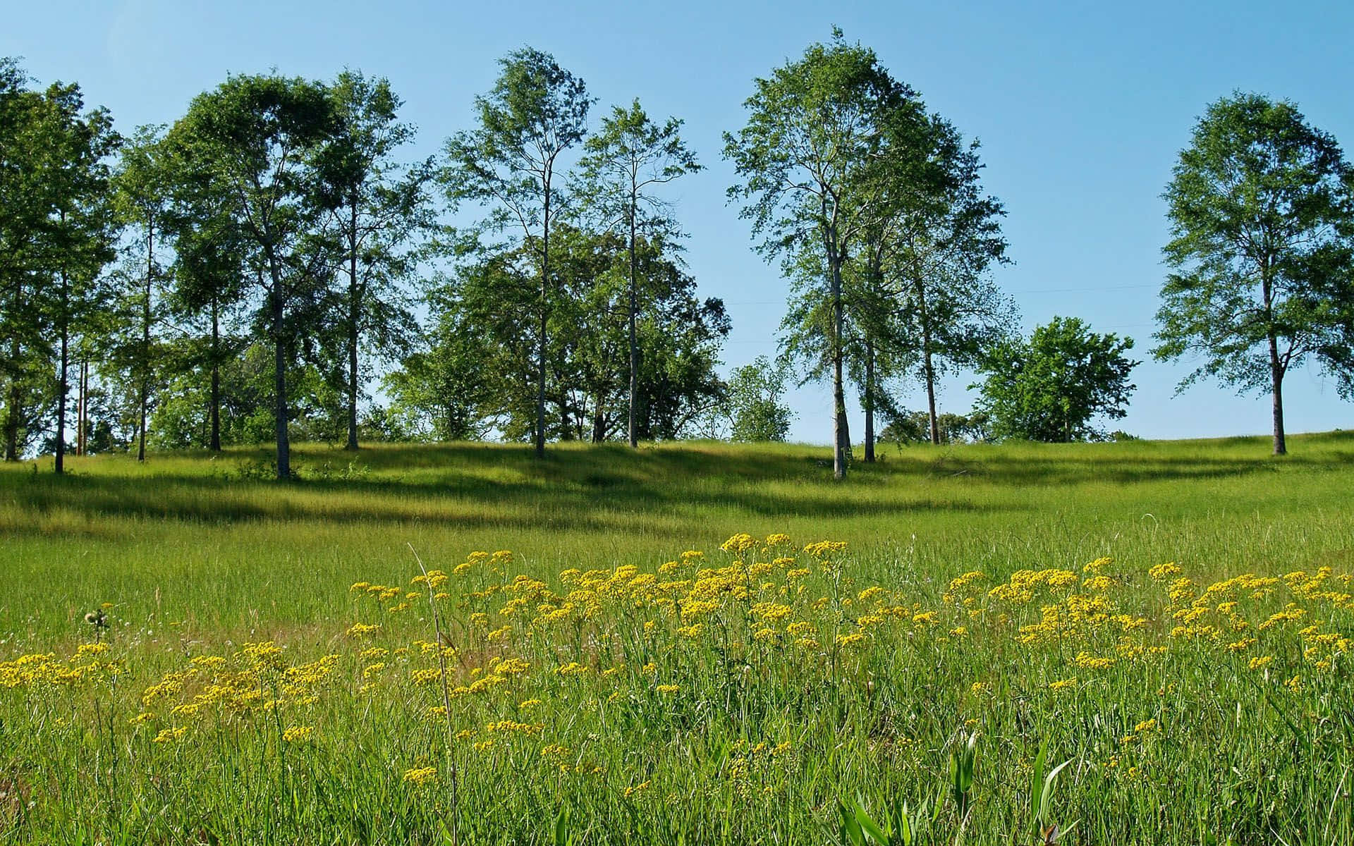 Spring Meadow, vibrant yellow wildflowers, tall green grasses, Full HD Desktop Wallpaper