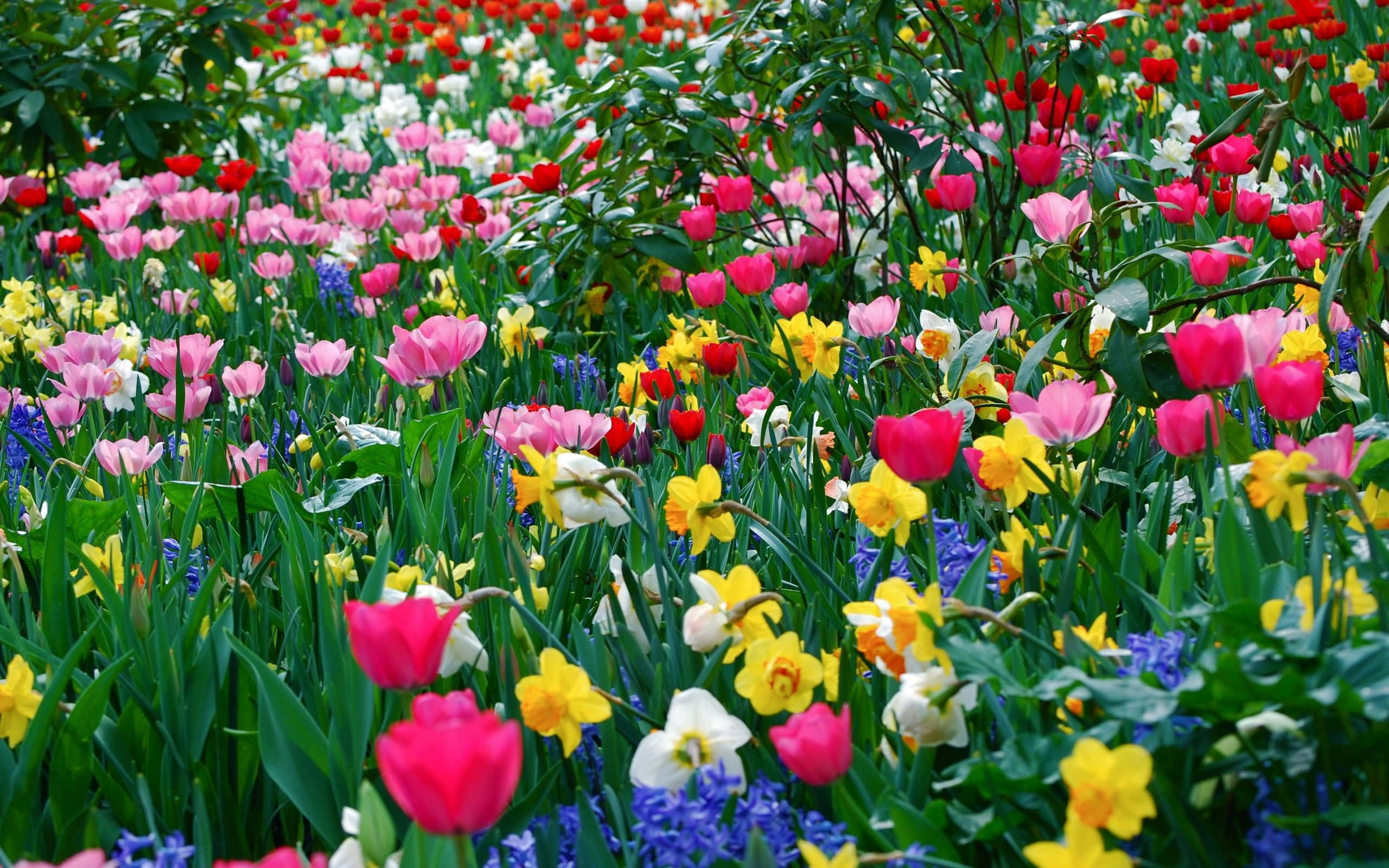 Spring Meadow, pink, red, 2K Desktop Wallpaper