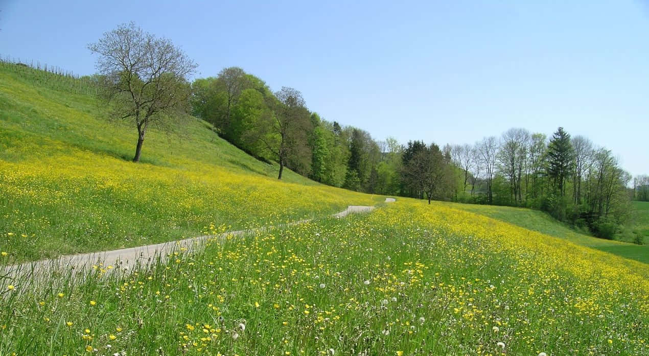 Spring Meadow, yellow wildflowers, clear blue sky, SD Desktop Wallpaper
