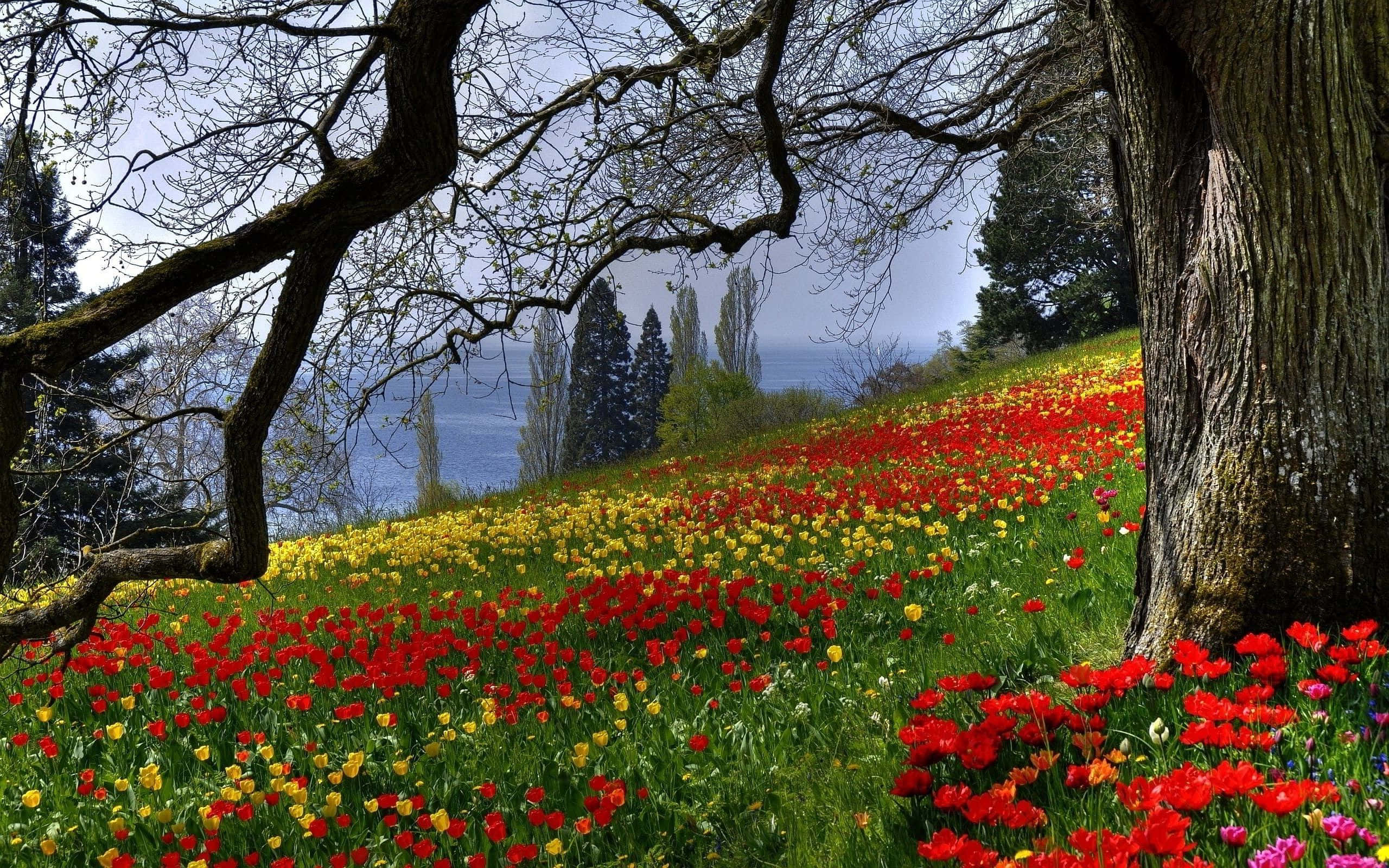 Spring Meadow, red tulips, yellow tulips, 2K Desktop Wallpaper