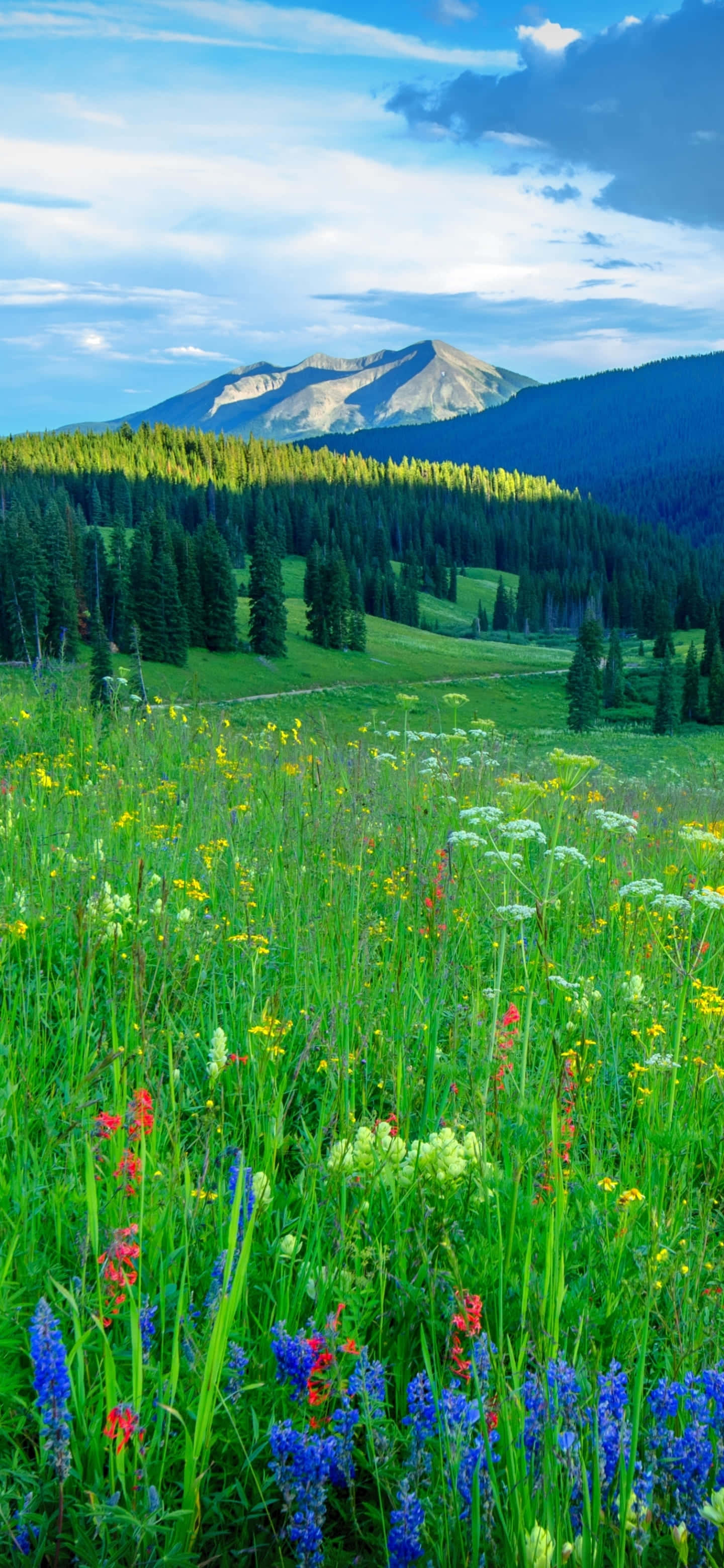 mountain meadow, wildflowers, sunlit meadow, 2K Phone Wallpaper