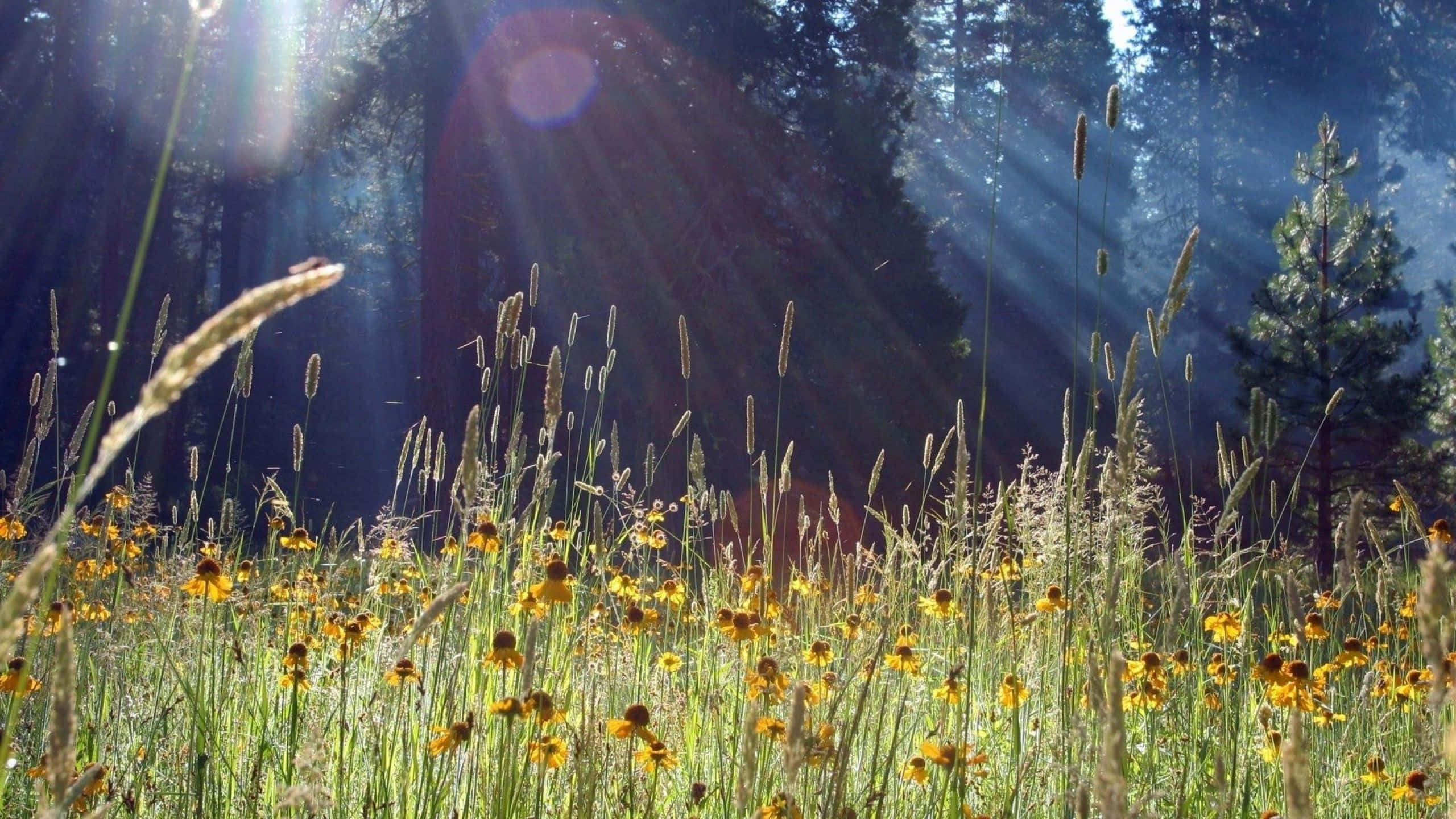 Spring Meadow, golden wildflowers, sunlit meadow, 2K Desktop Wallpaper