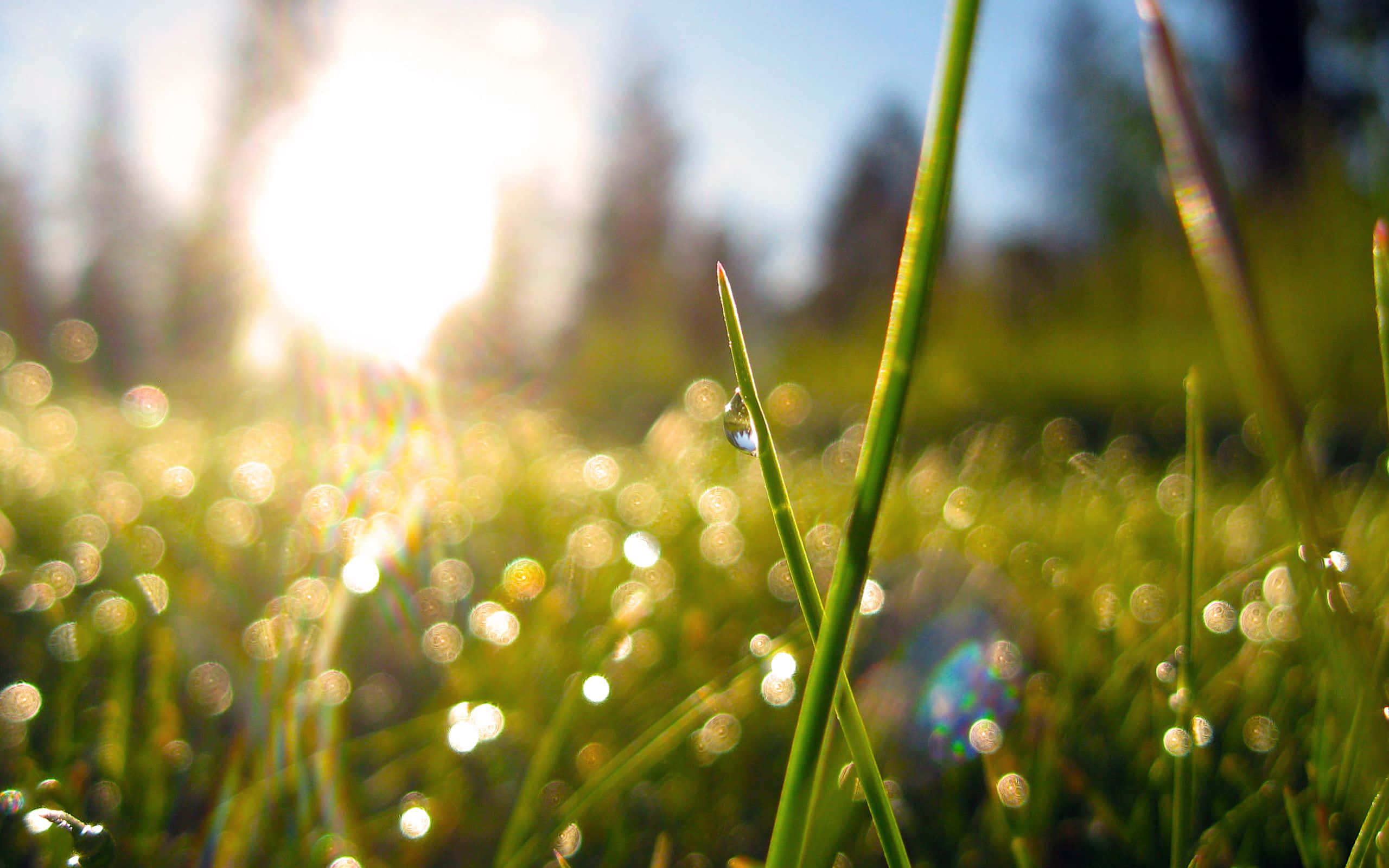 Spring Grass, vibrant green grass, dewdrops, 2K Desktop Wallpaper