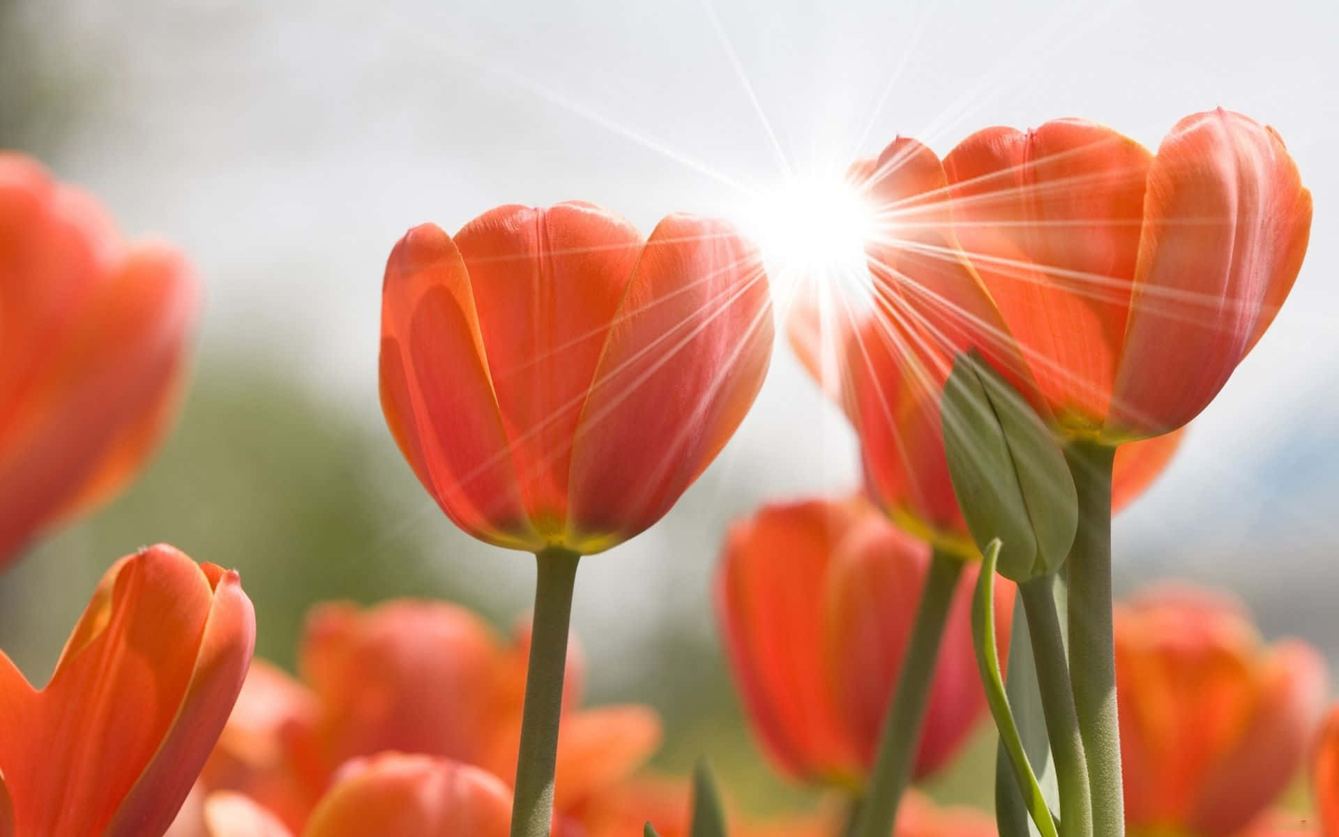 Spring Sunshine, vibrant orange tulips, radiant sunlight, Full HD Desktop Wallpaper