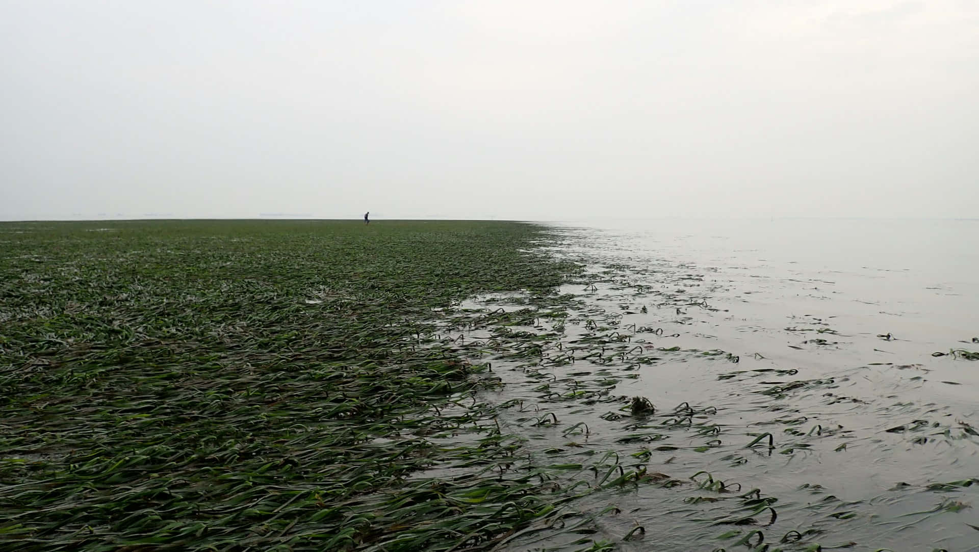 seagrass meadow, water's edge, vast green marsh, Full HD Desktop Wallpaper