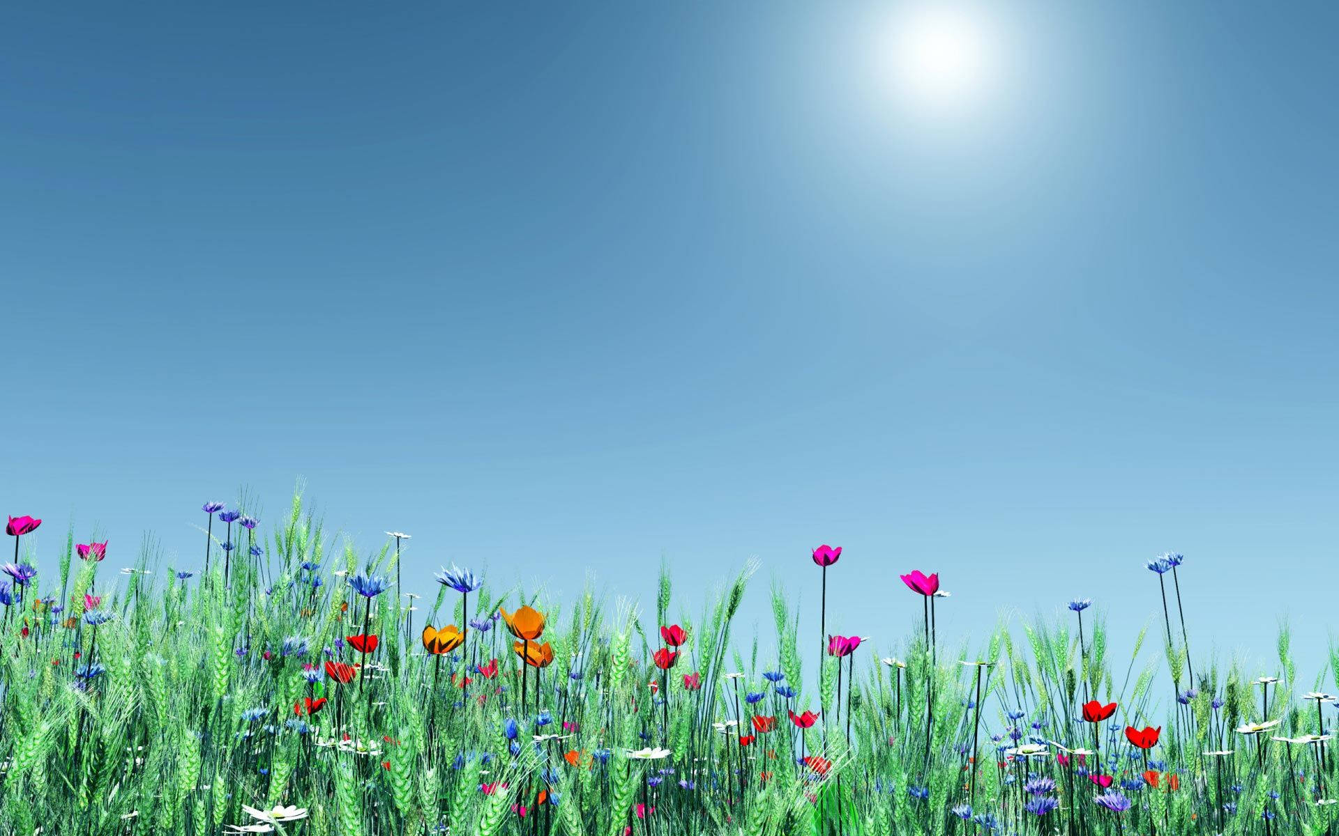 widescreen spring meadows, vibrant wildflowers, sunlit meadow, Full HD Desktop Wallpaper