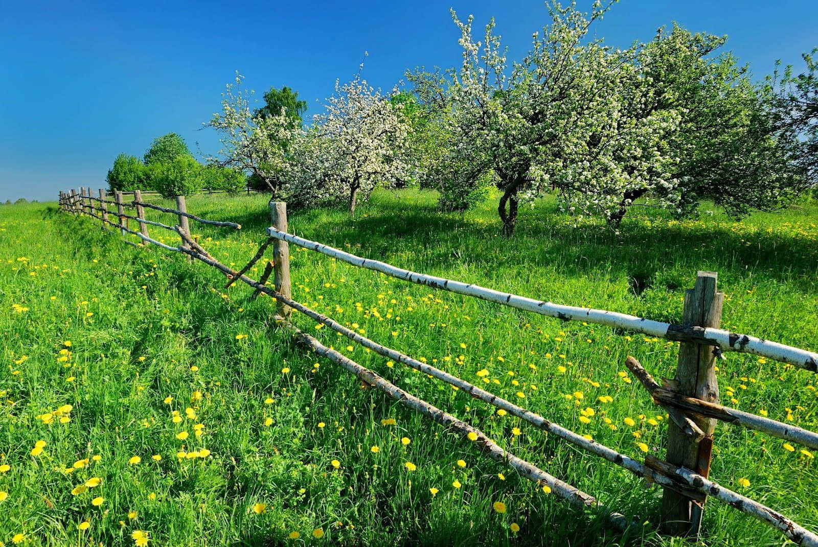 Spring Meadow, rustic wooden fence, vibrant green meadow, HD Desktop Wallpaper