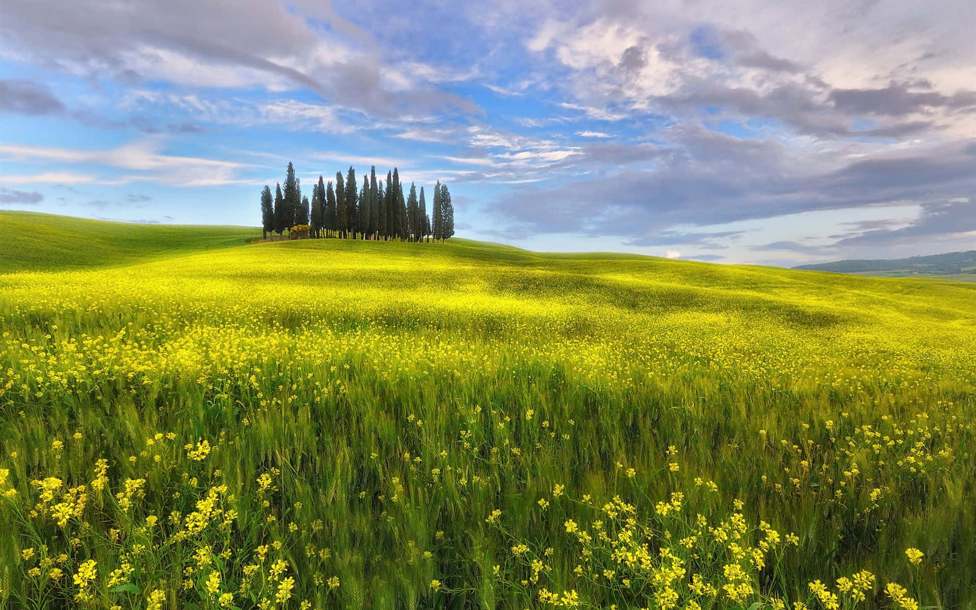 spring fields, 1920 x 1200, golden rapeseed fields, Full HD Desktop Wallpaper