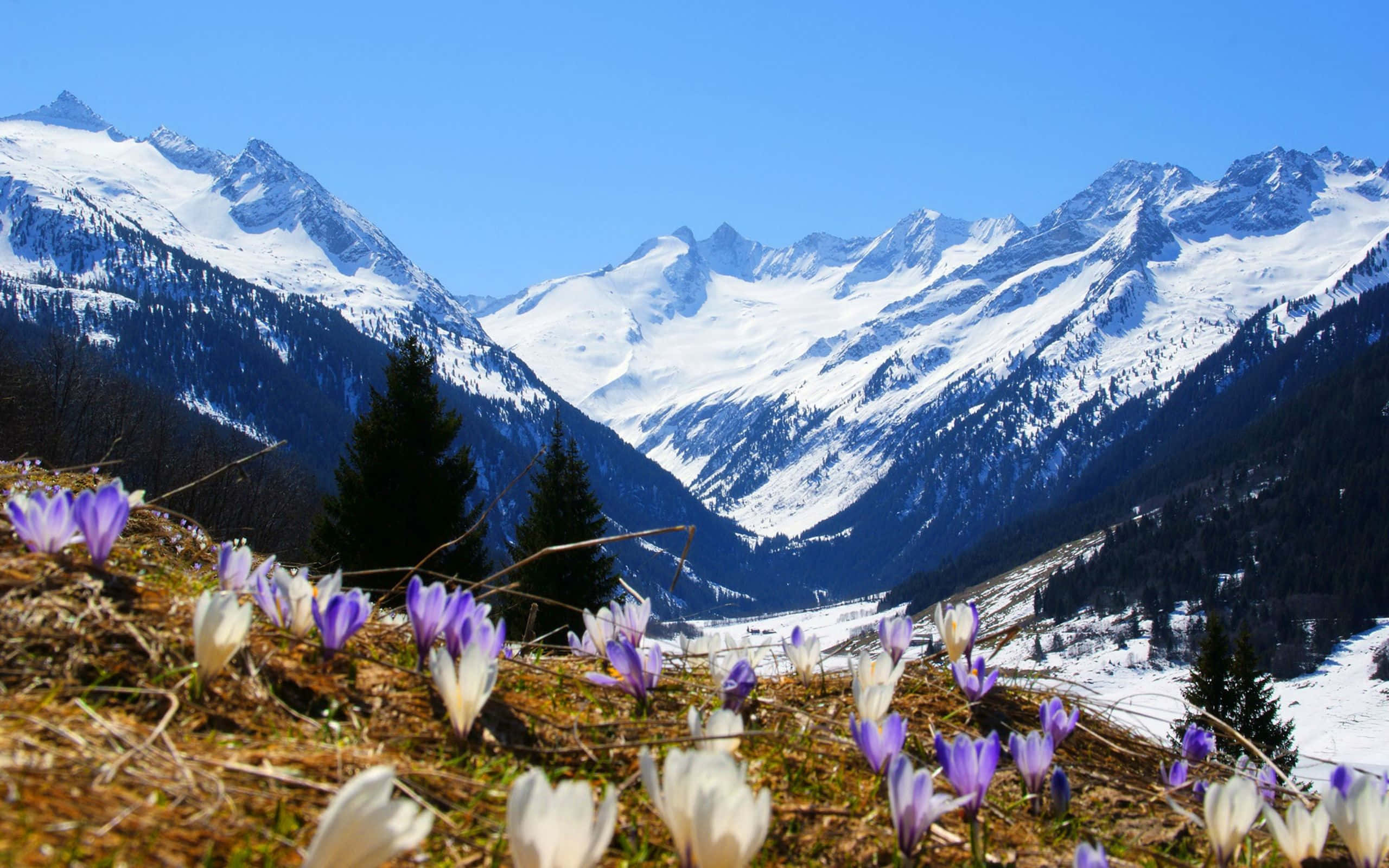 Spring Mountain, purple, white crocuses, 2K Desktop Wallpaper