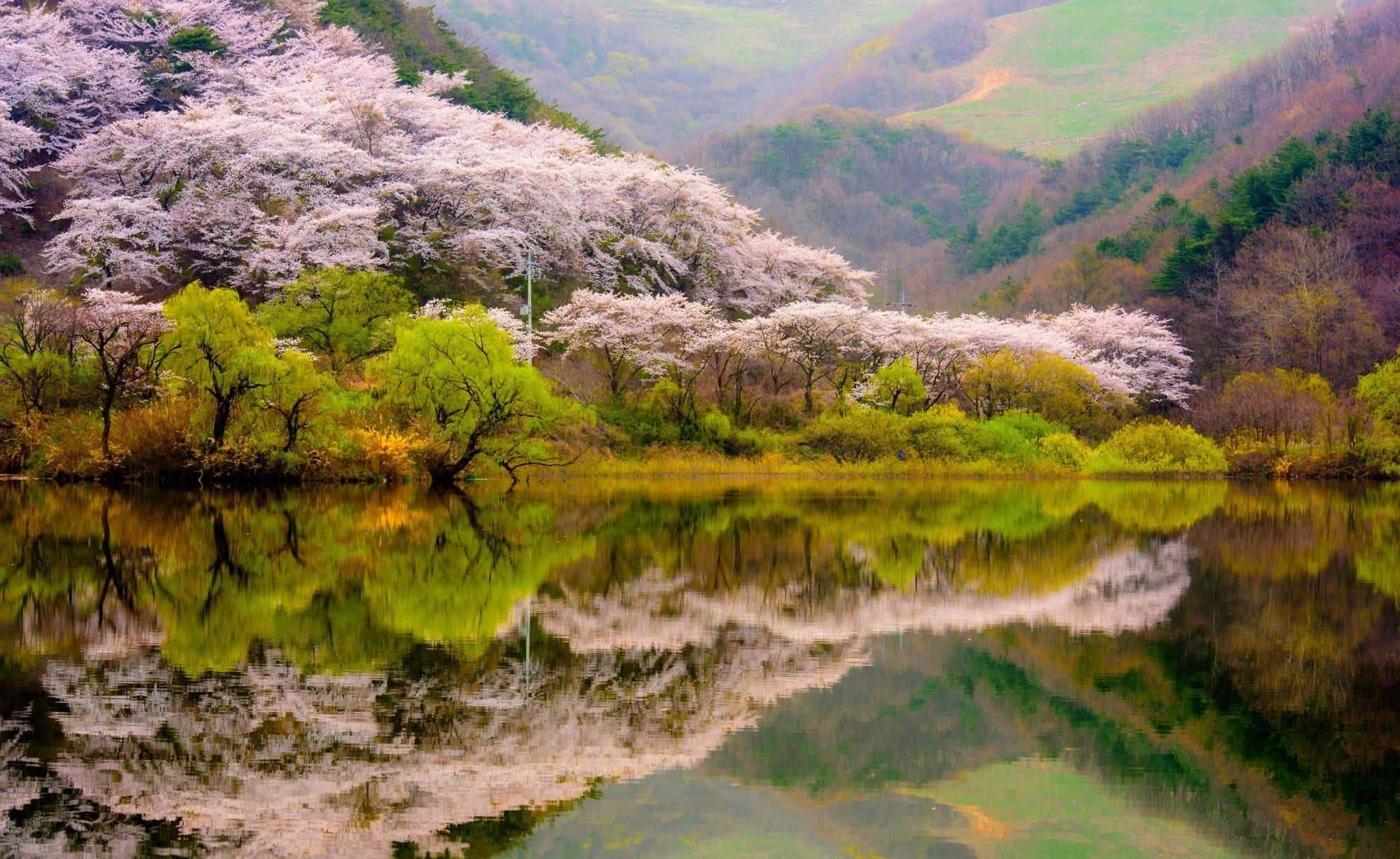 Spring Mountain, 1998, cherry trees, Full HD Desktop Wallpaper