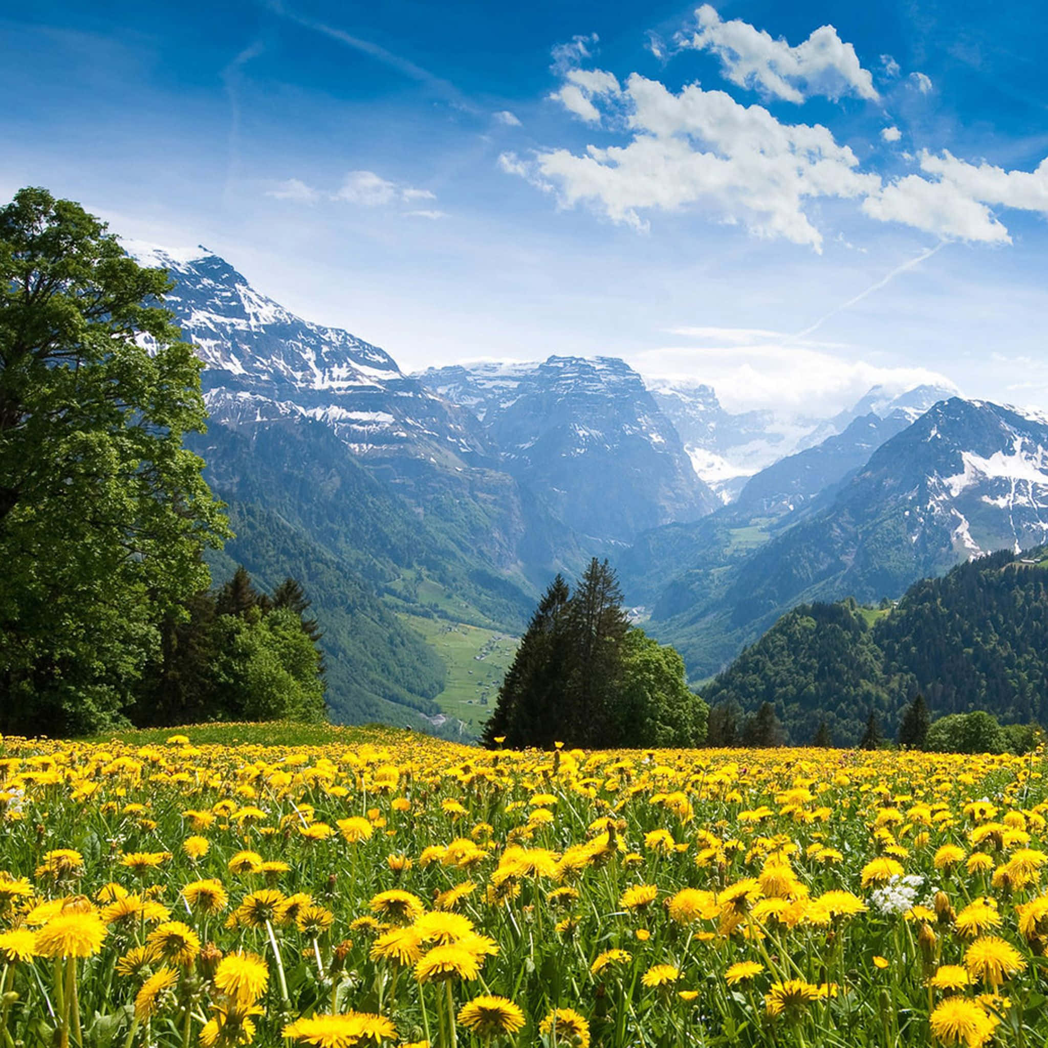 Spring Mountain, yellow dandelions, snow-capped mountains, Full HD Desktop Wallpaper