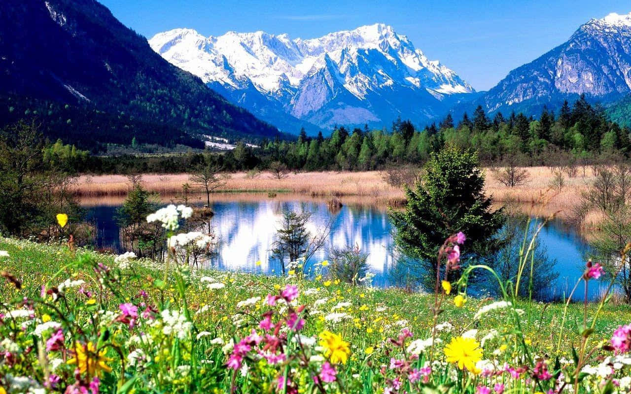 Spring Mountain, wildflowers, calm lake, HD Desktop Wallpaper