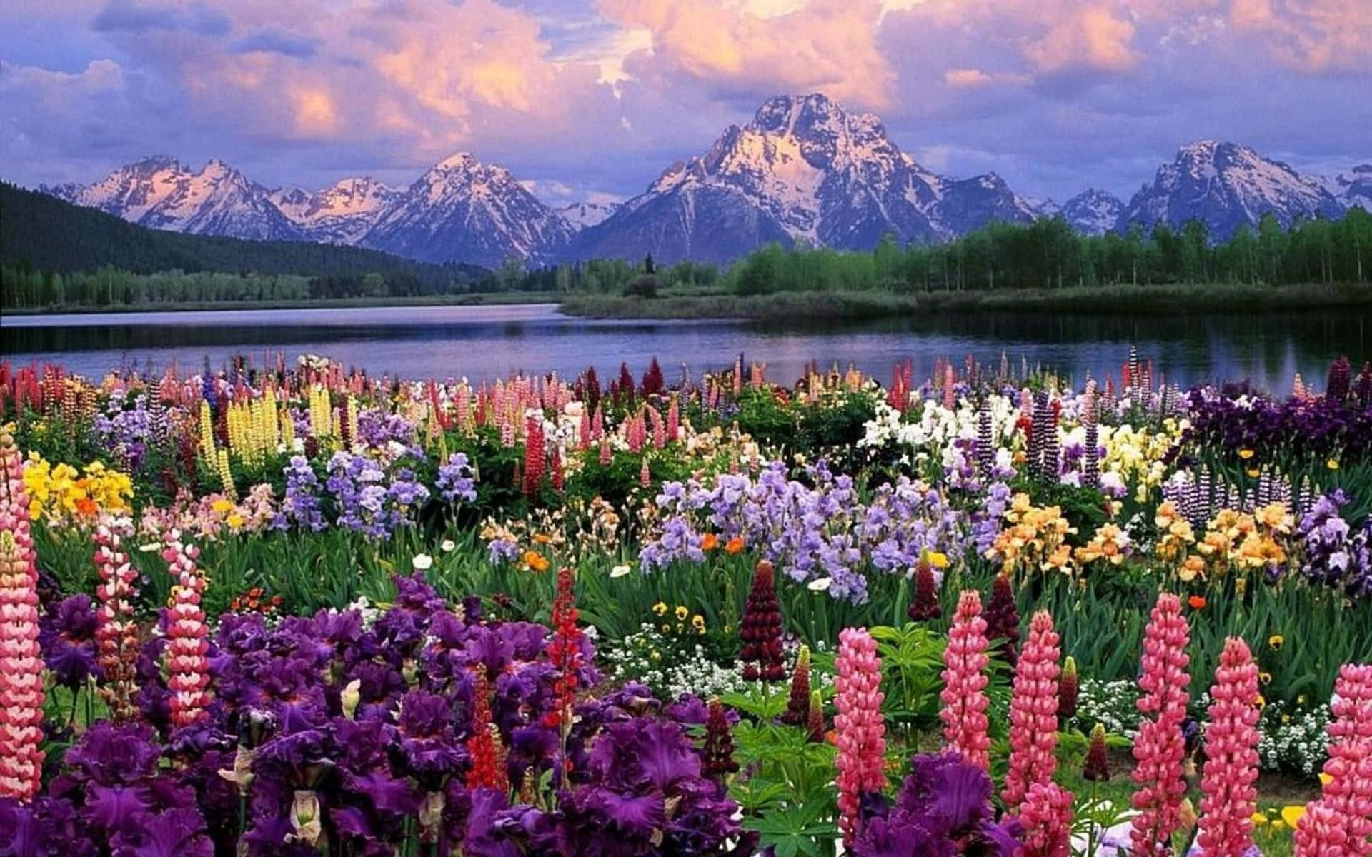 Spring Mountain, lupine flowers, snow-capped mountains, Full HD Desktop Wallpaper