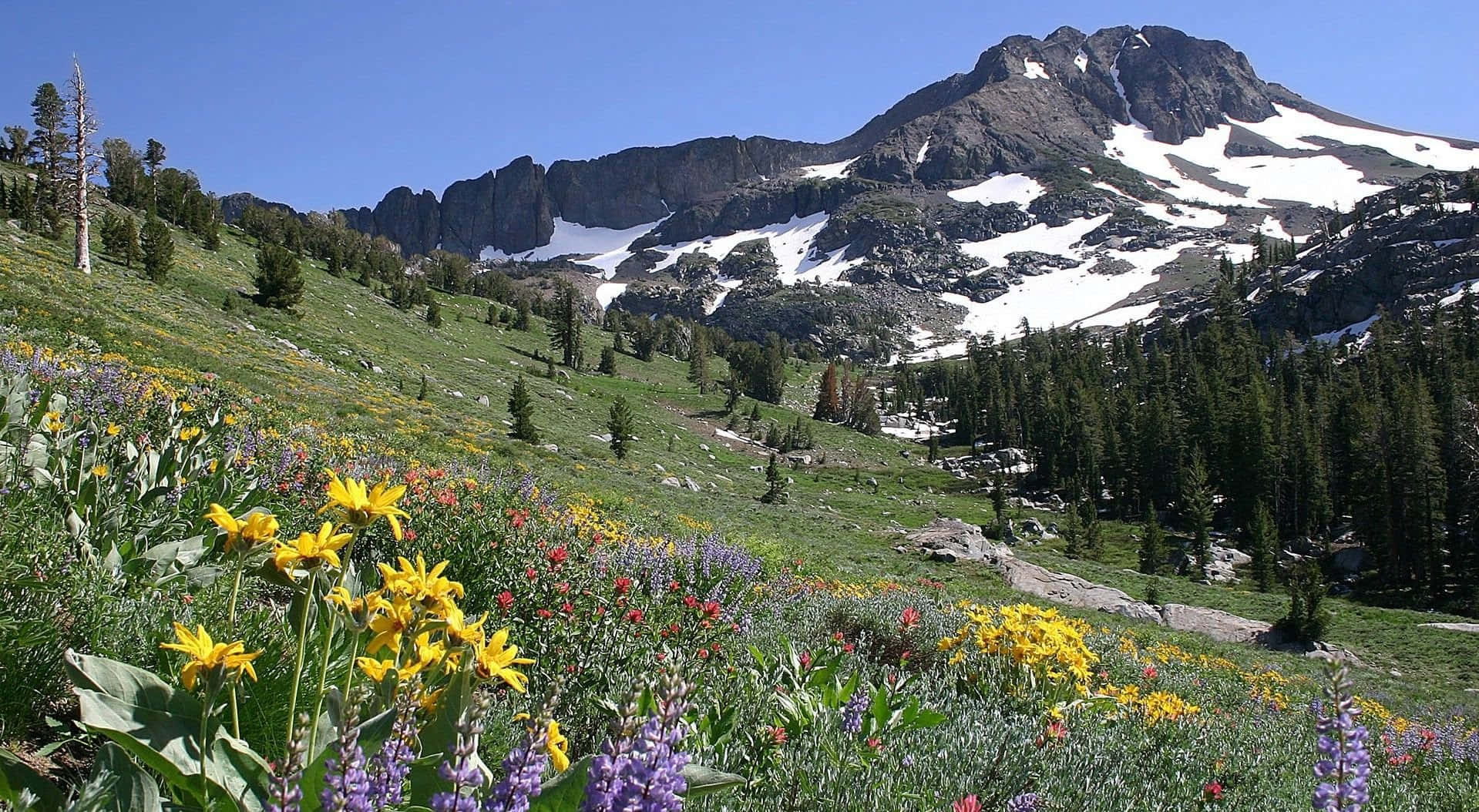Spring Mountain, wildflowers, sunlit meadow, HD Desktop Wallpaper