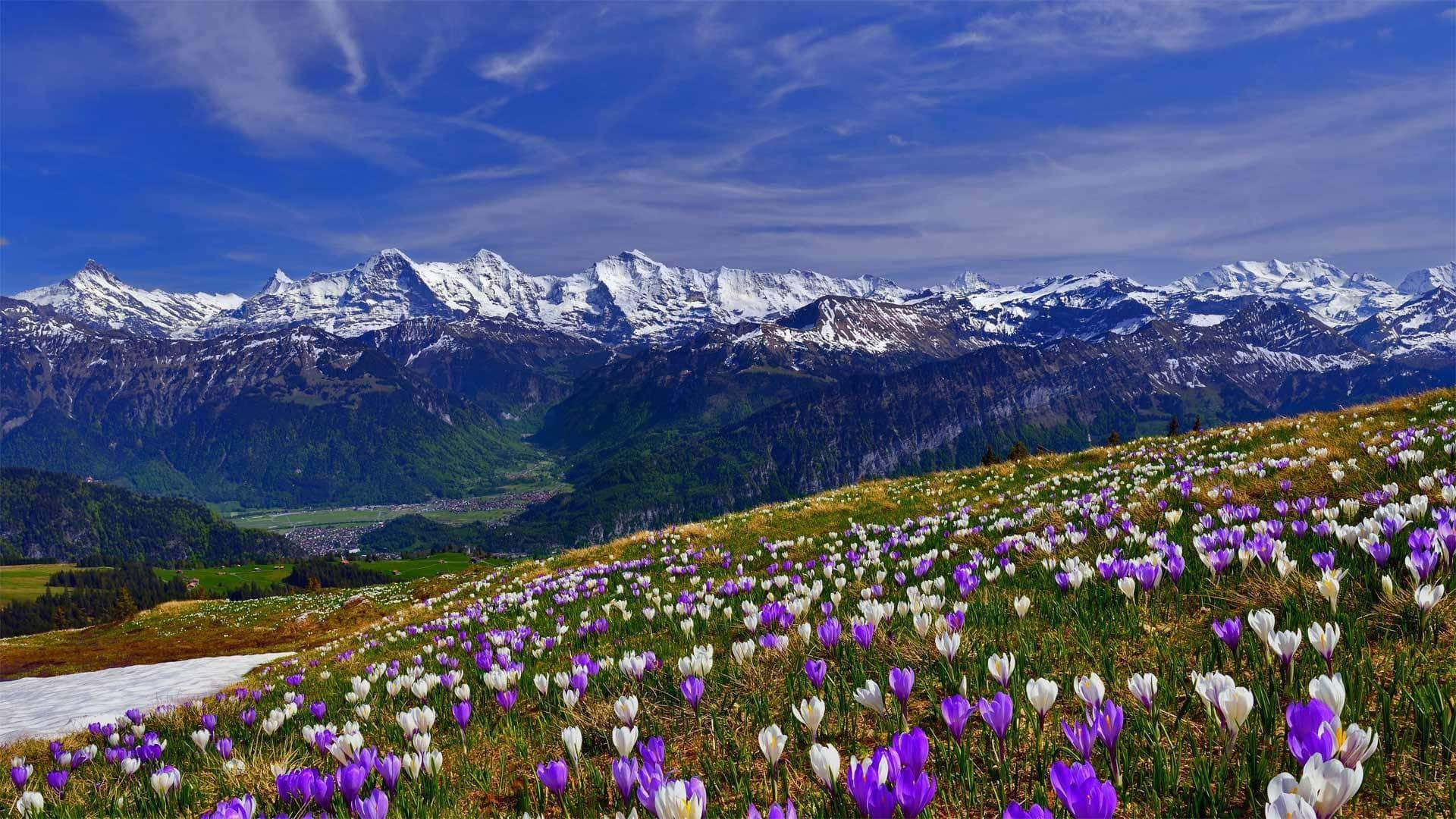 Spring Mountain, purple crocuses, white crocuses, Full HD Desktop Wallpaper