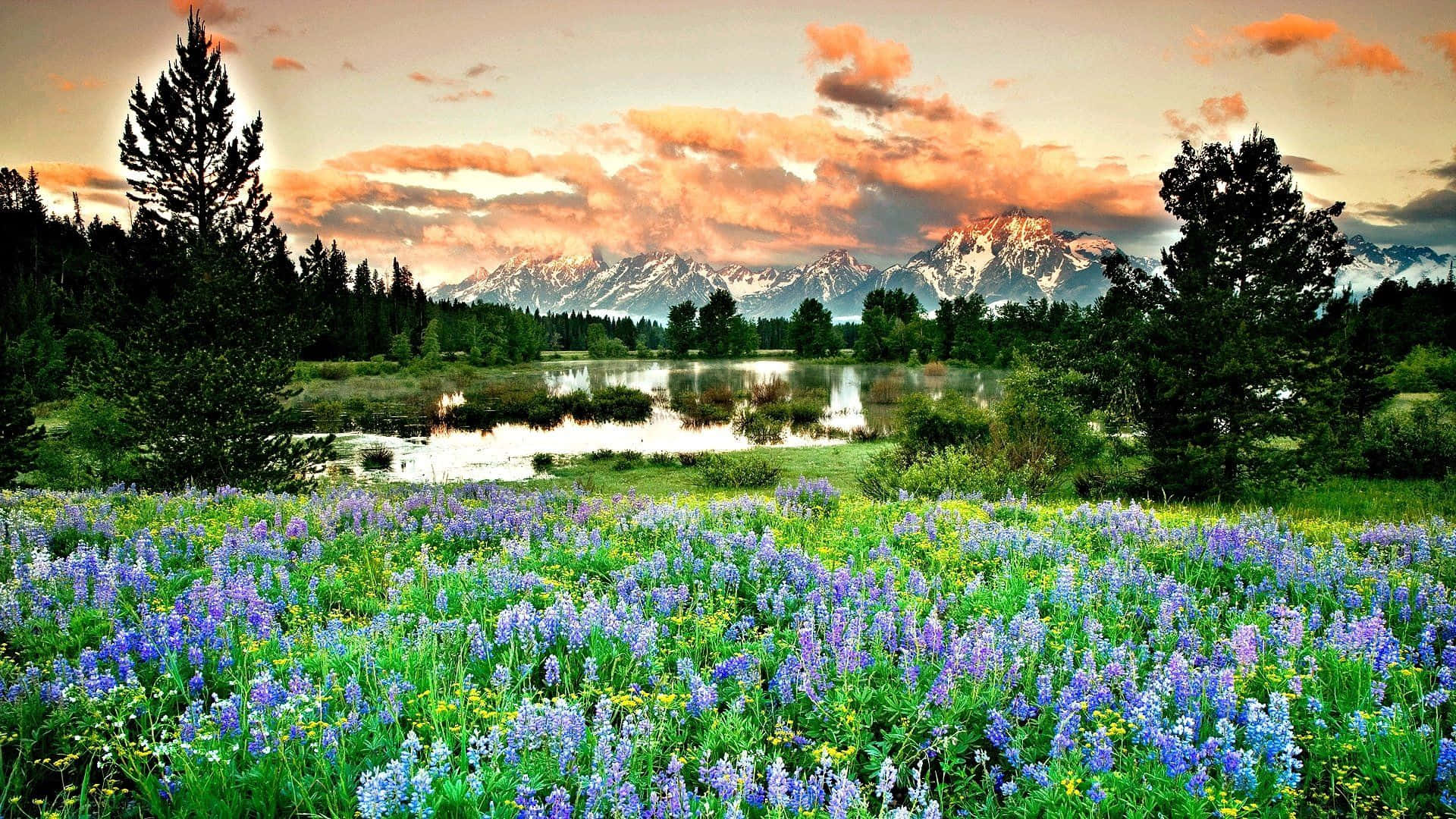 Spring Mountain, purple wildflowers, calm lake, Full HD Desktop Wallpaper