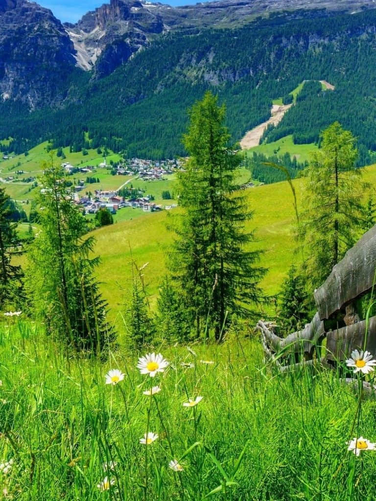 Spring Mountain, vibrant green meadow, daisies, SD Phone Wallpaper
