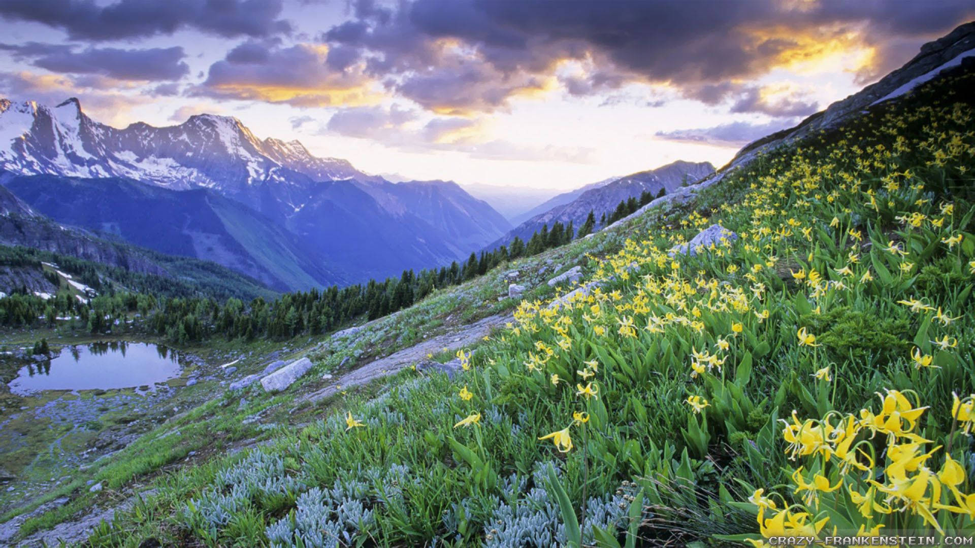 spring flower field, mountain slope, twilight sky, Full HD Desktop Wallpaper