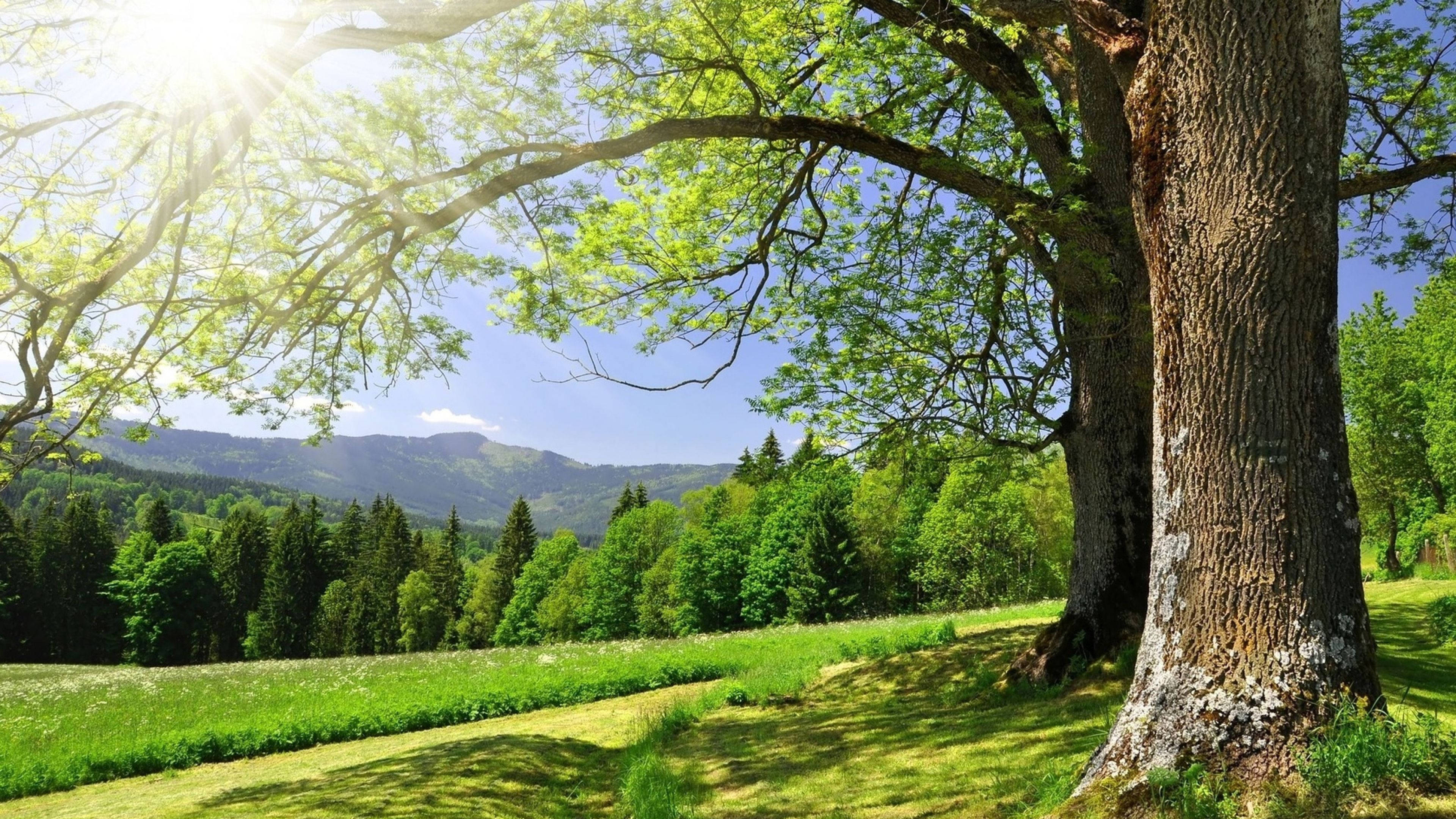 4K, Spring Tree Mountains, ancient tree, 4K Desktop Wallpaper