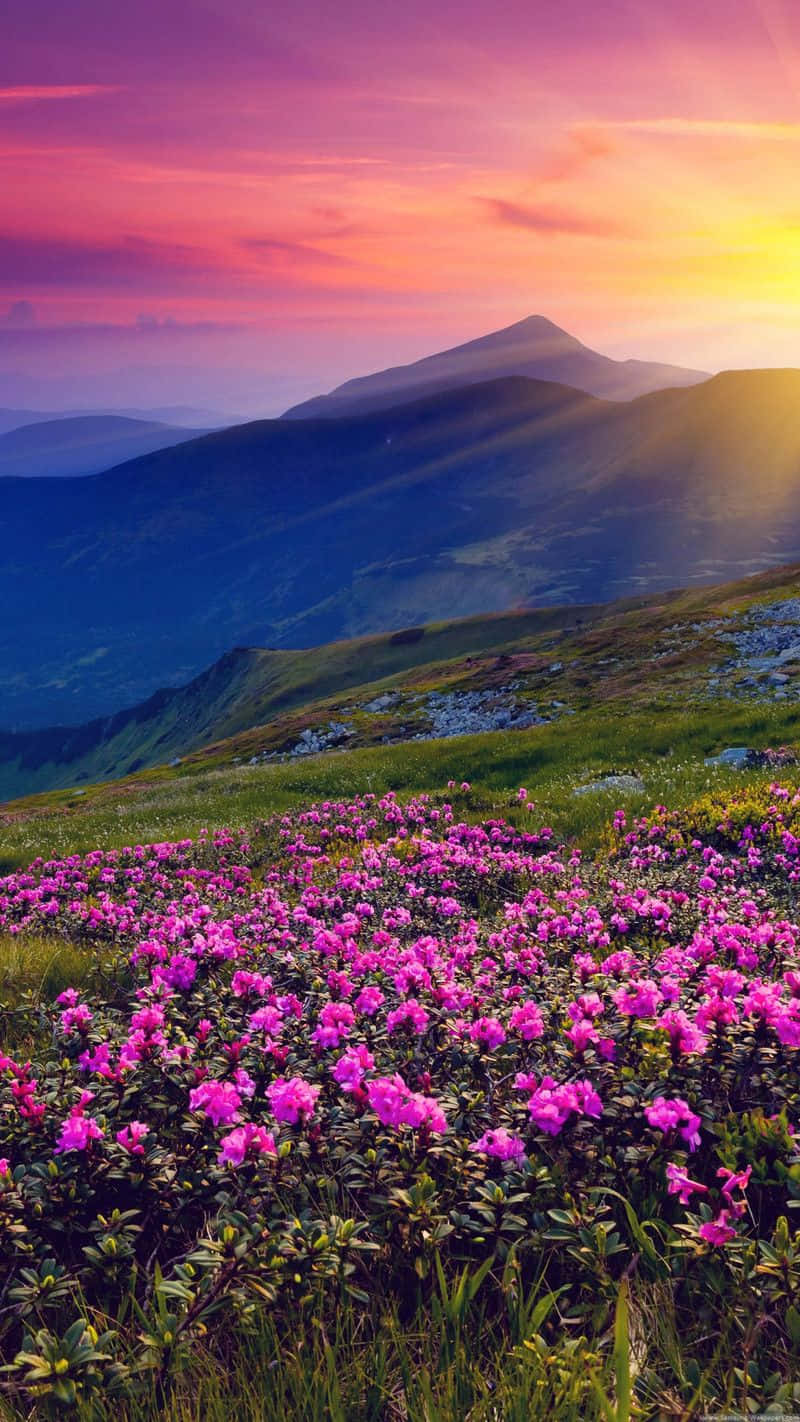 Spring Mountain, pink flowers, mountain meadow, HD Phone Wallpaper