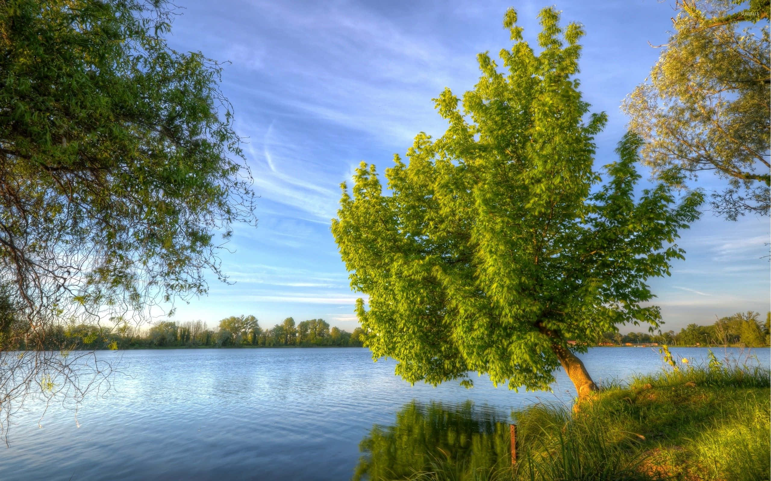 Spring Water, vibrant green tree, calm lake, 2K Desktop Wallpaper