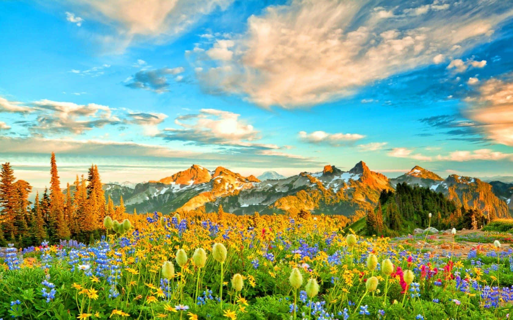 Spring Mountain, wildflowers, snow-capped mountains, HD Desktop Wallpaper