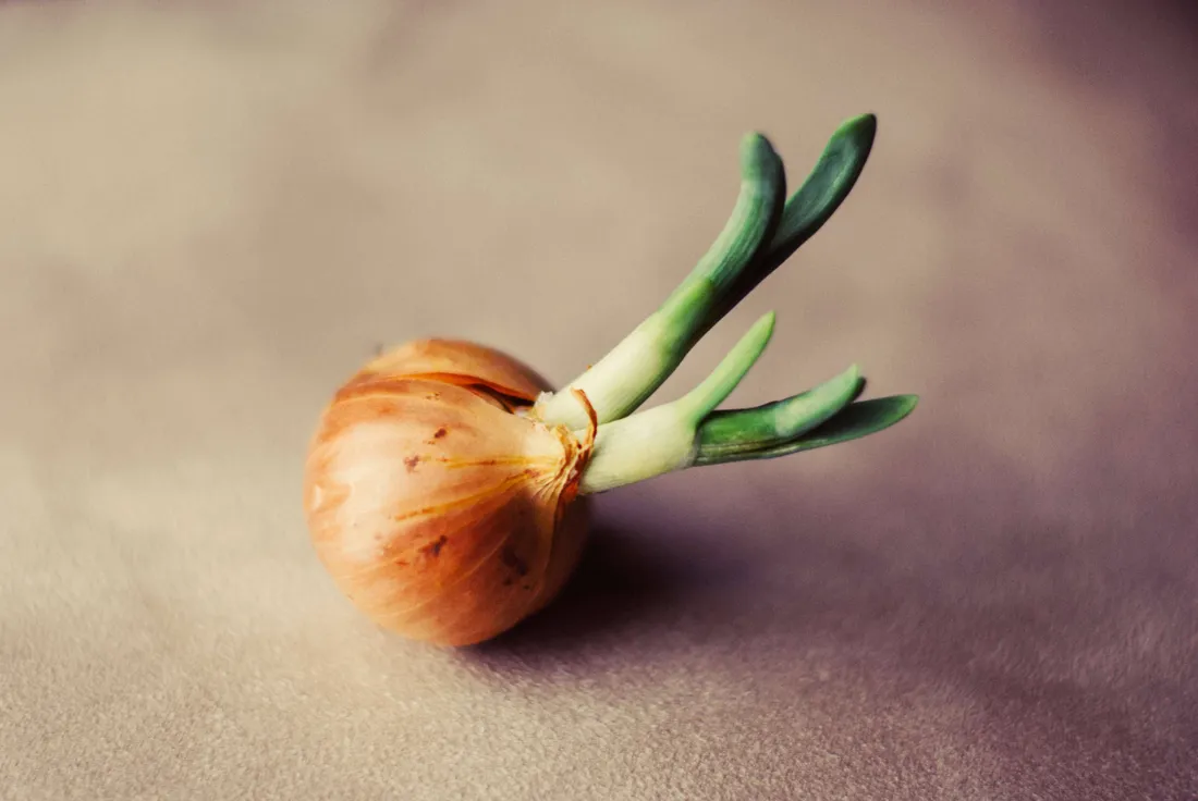Spring Onion