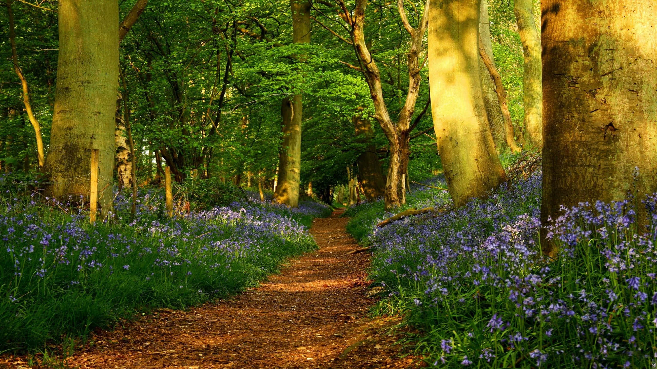 Spring Outdoors, sunlit forest path, towering trees, 2K Desktop Wallpaper