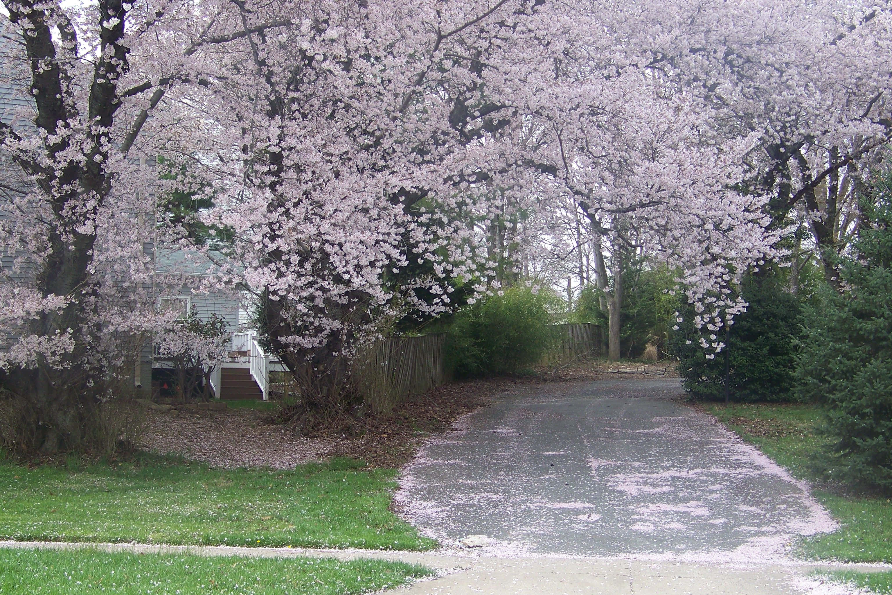 spring outdoors, pink cherry blossoms, blooming trees, 2K Desktop Wallpaper