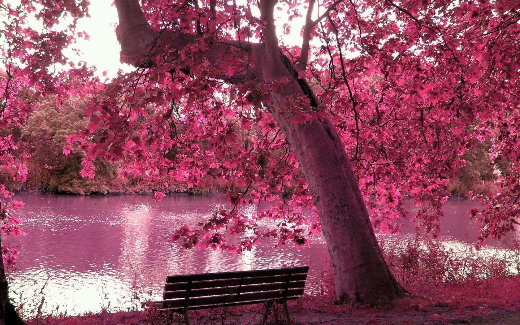 Spring Outdoors, wooden bench, tree with vibrant pink leaves, HD Desktop Wallpaper