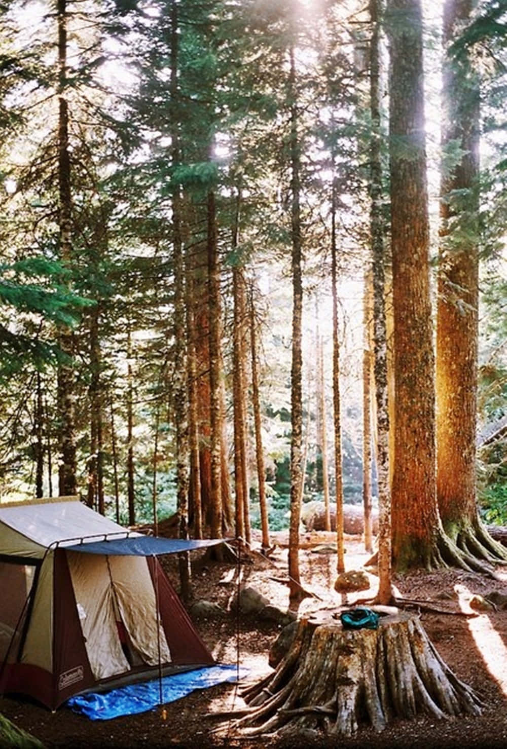 Spring Outdoors, tent, pine trees, HD Phone Wallpaper
