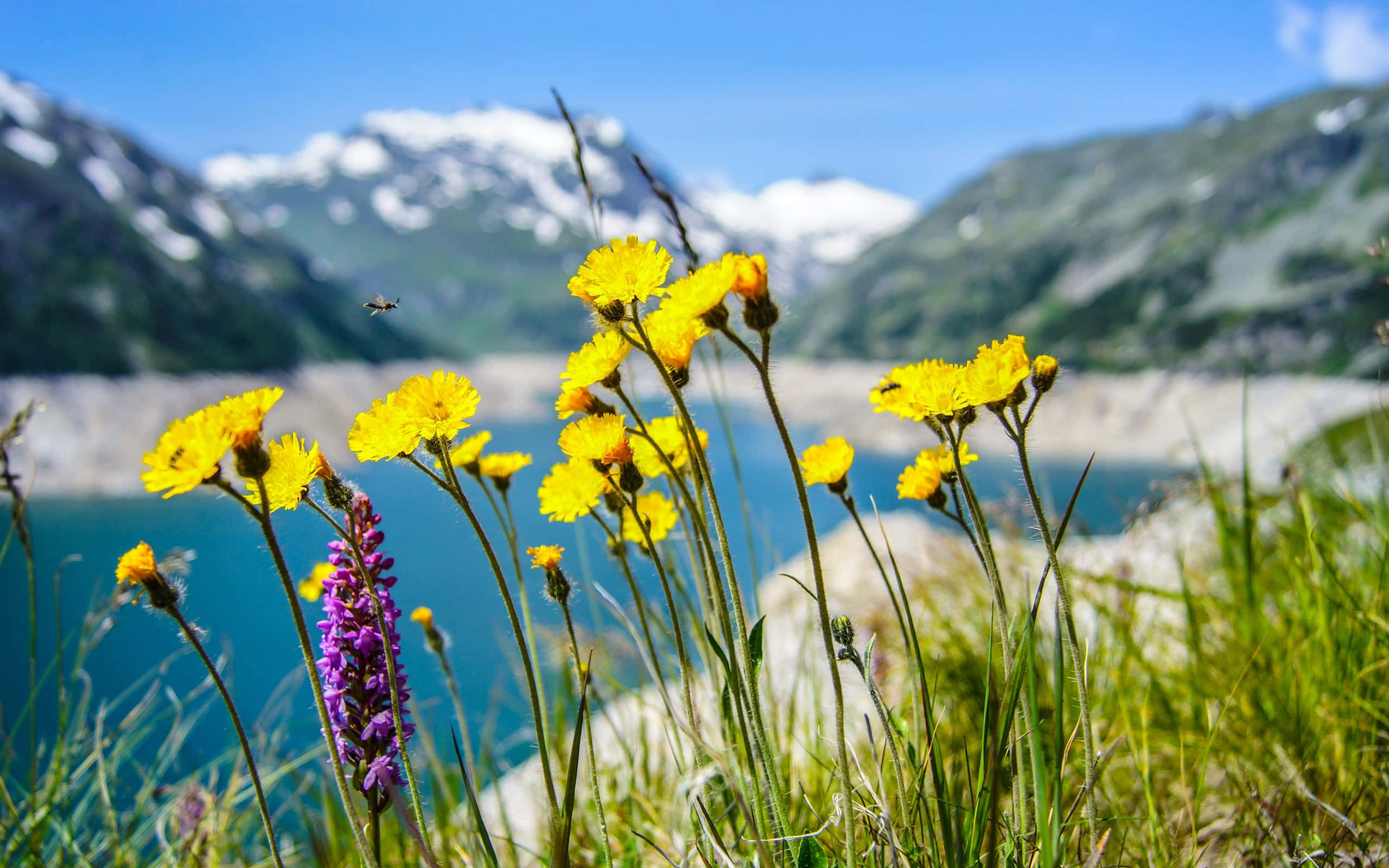Spring Outdoors, yellow wildflowers, purple spike bloom, 2K Desktop Wallpaper