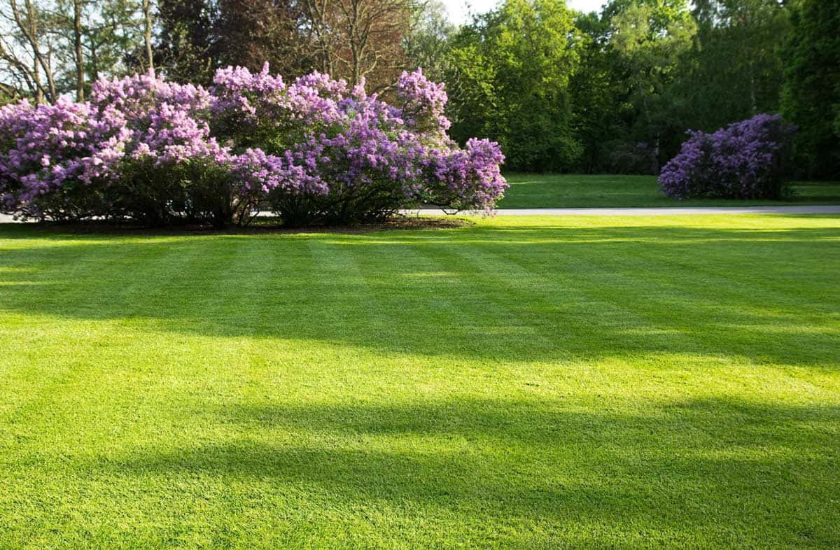 Spring Outdoors, vibrant green lawn, striped mowing patterns, SD Desktop Wallpaper