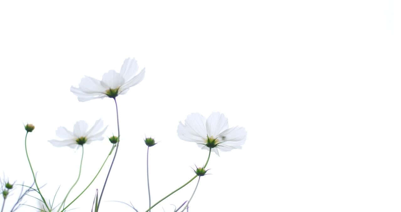 white cosmos flowers, green stems, pure white background, SD Desktop Wallpaper