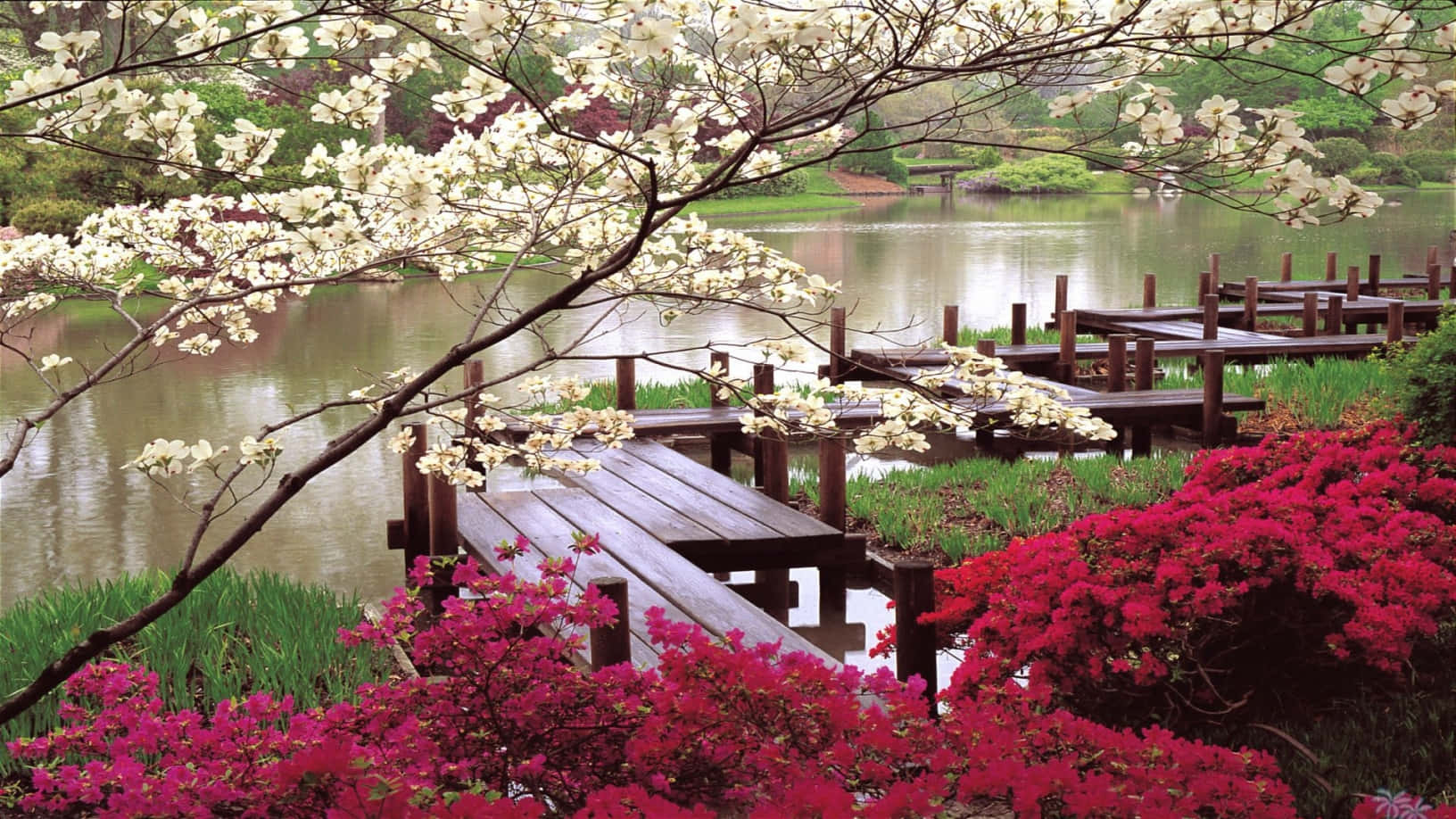 Japanese garden pond, white cherry blossoms, vibrant pink azaleas, HD Desktop Wallpaper
