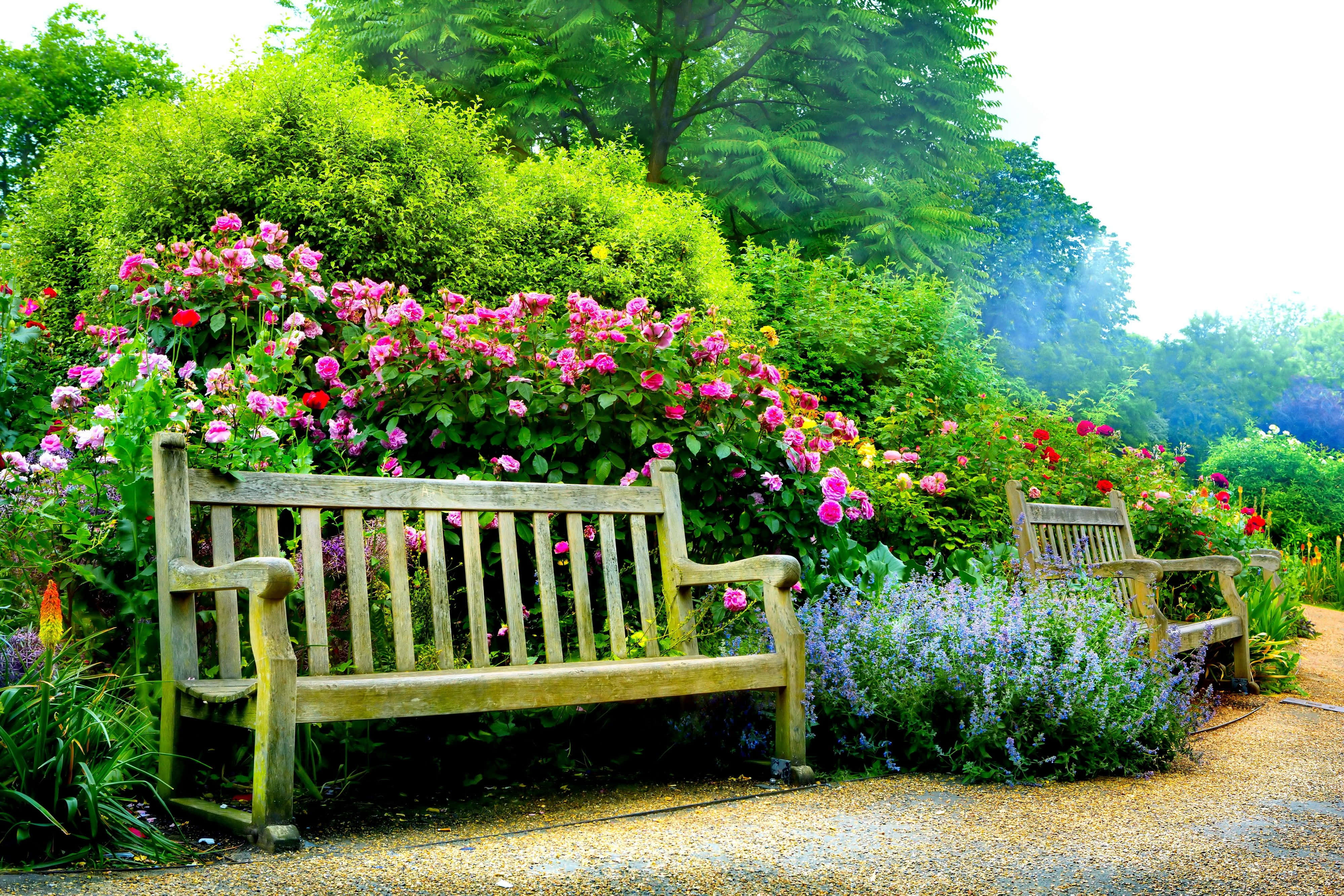 Spring Park, wooden bench, rose bush, 4K Desktop Wallpaper