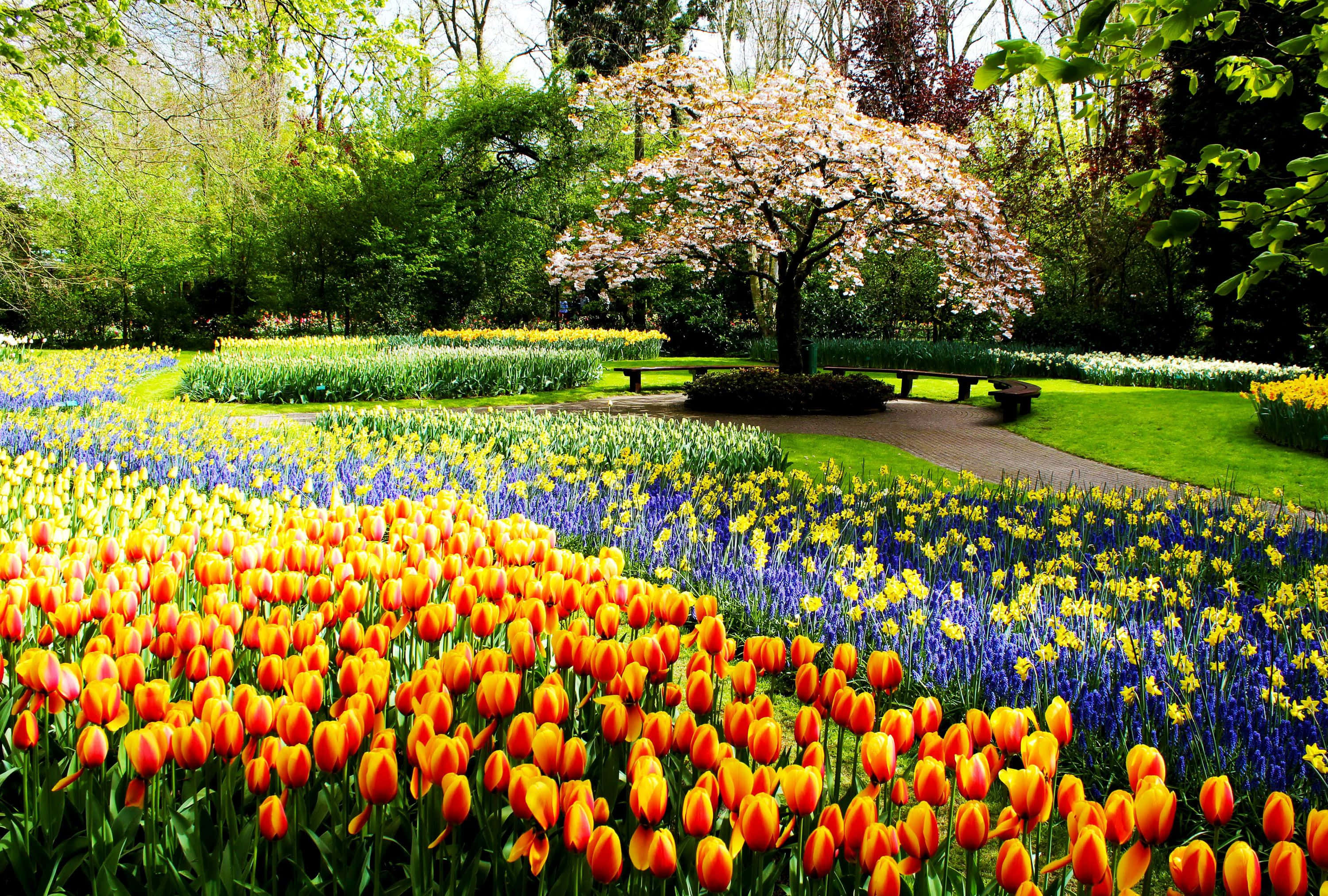 Spring Park, tulips, daffodils, 2K Desktop Wallpaper