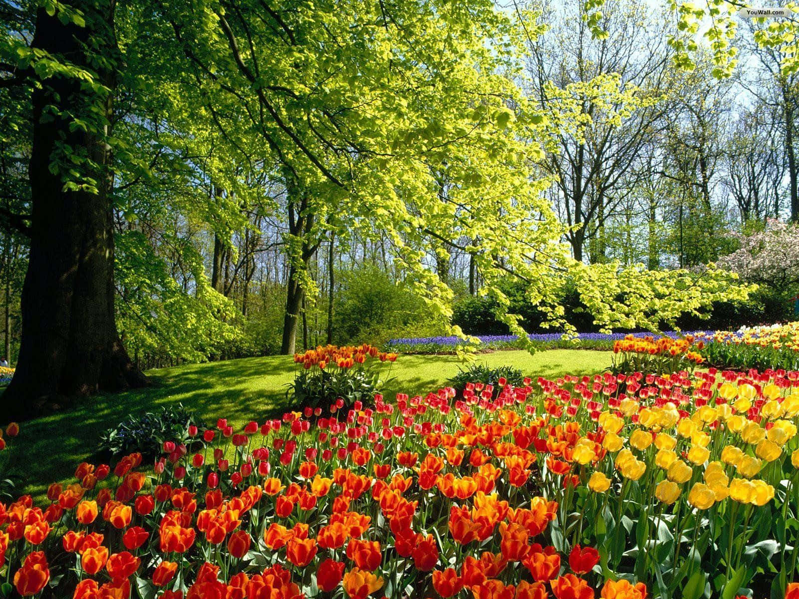 Spring Park, tulips, red orange, HD Desktop Wallpaper