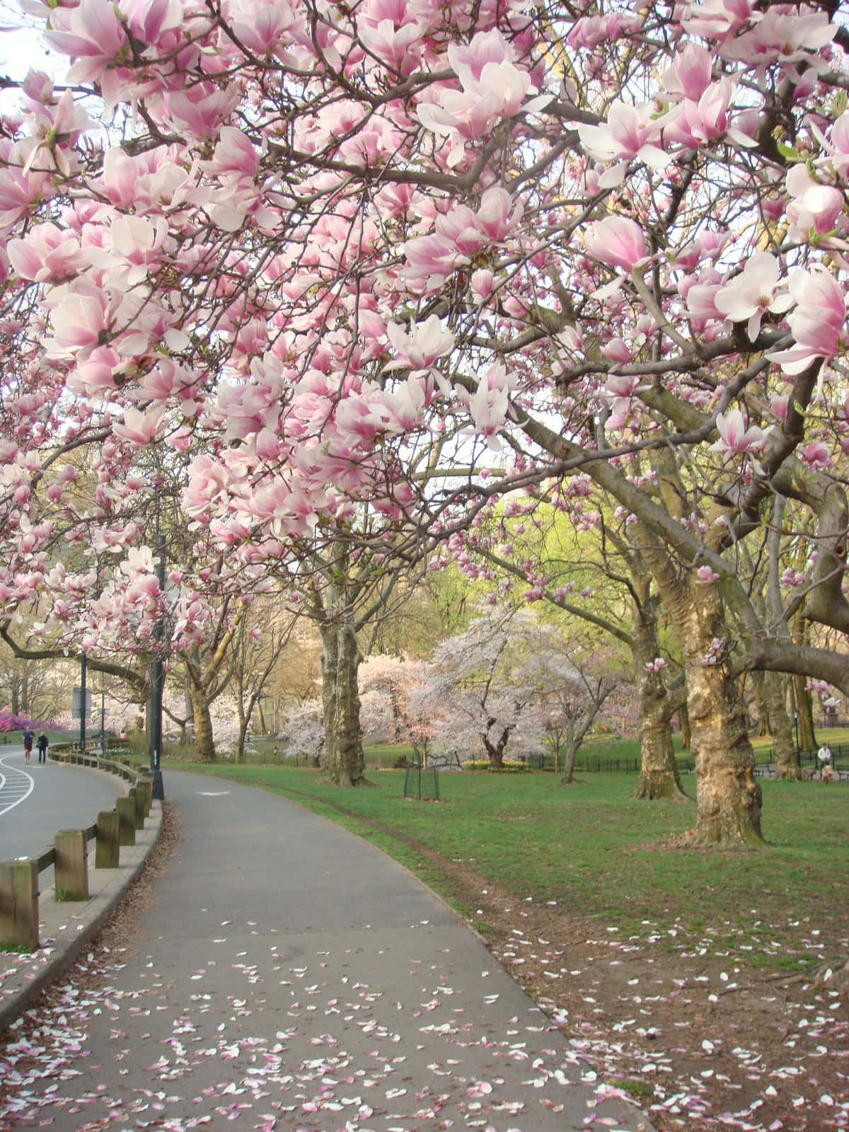 Spring Park, pink magnolia petals, blooming trees, HD Phone Wallpaper